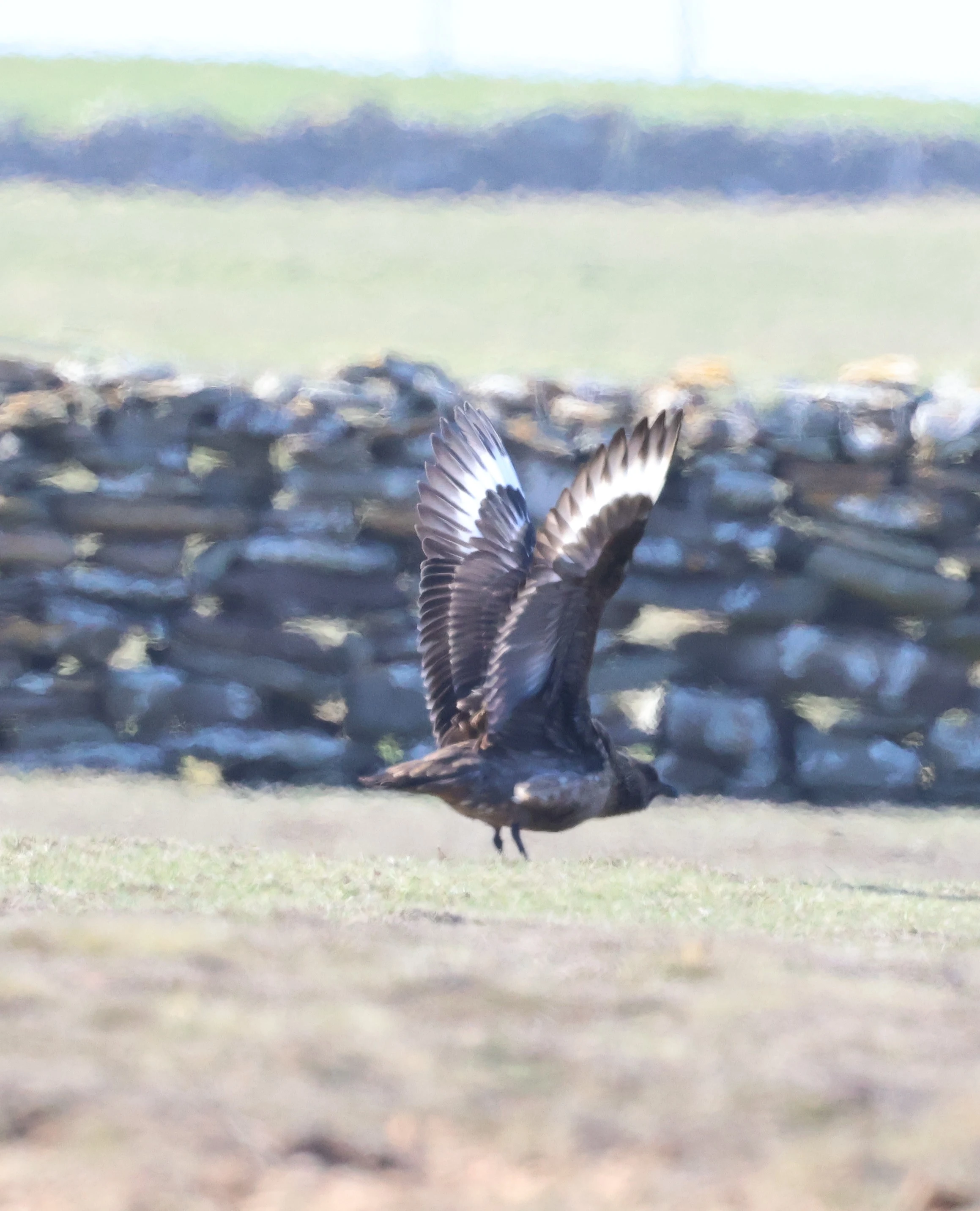 Great Skua (Bonxie), North Ronaldsay Orkney, Orkney, UK — photo by Adam Prugel-Bennett