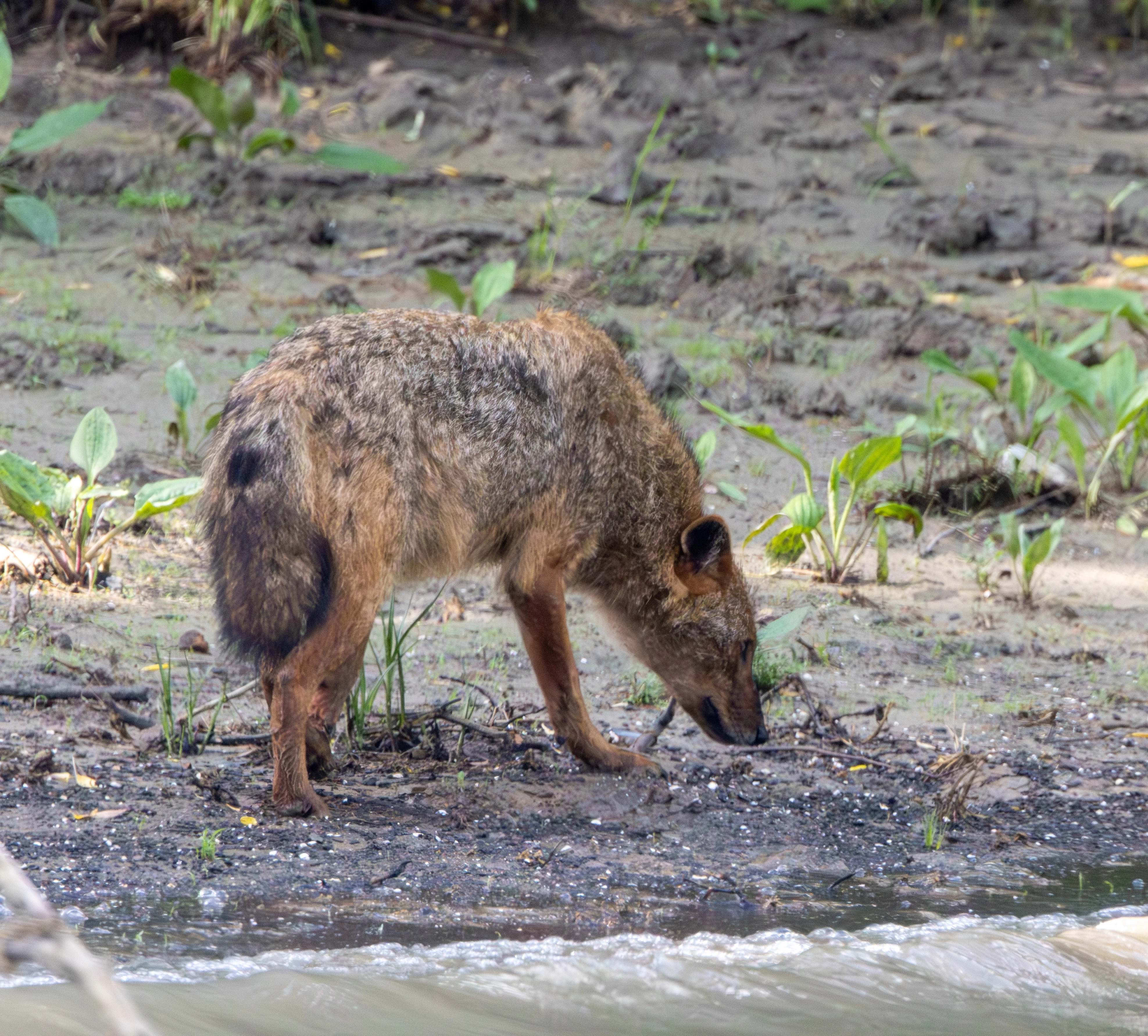 Golden Jackal, Danube Delta, Romania — photo by Adam Prugel-Bennett
