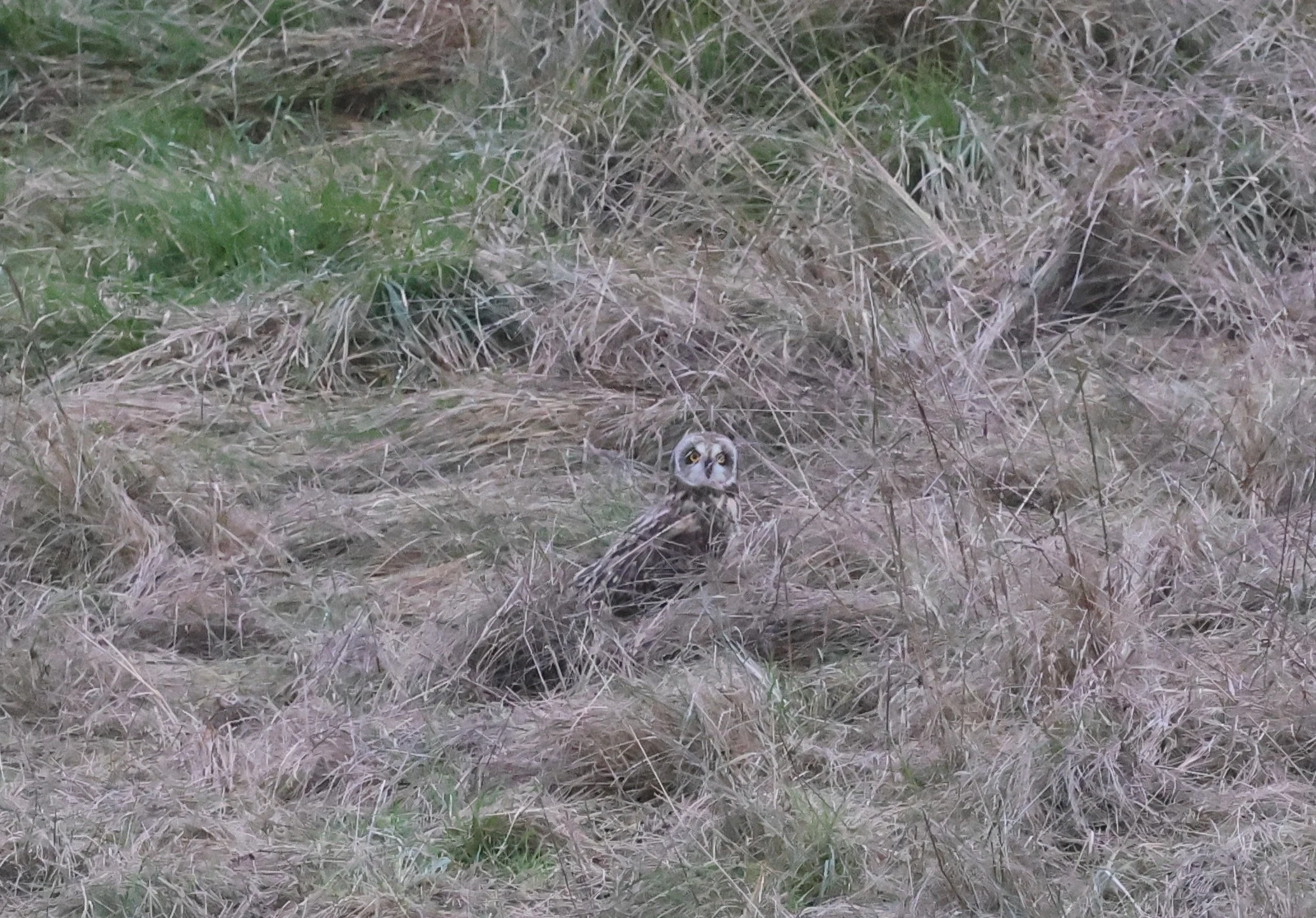 Short-eared Owl, Devil�s Punch Bowl, Wantage, Oxfordshire, UK — photo by Adam Prugel-Bennett
