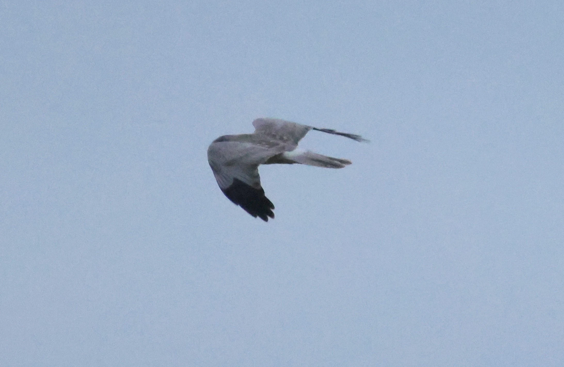 Male Hen Harrier, Devil�s Punch Bowl, Wantage, Oxfordshire, UK — photo by Adam Prugel-Bennett
