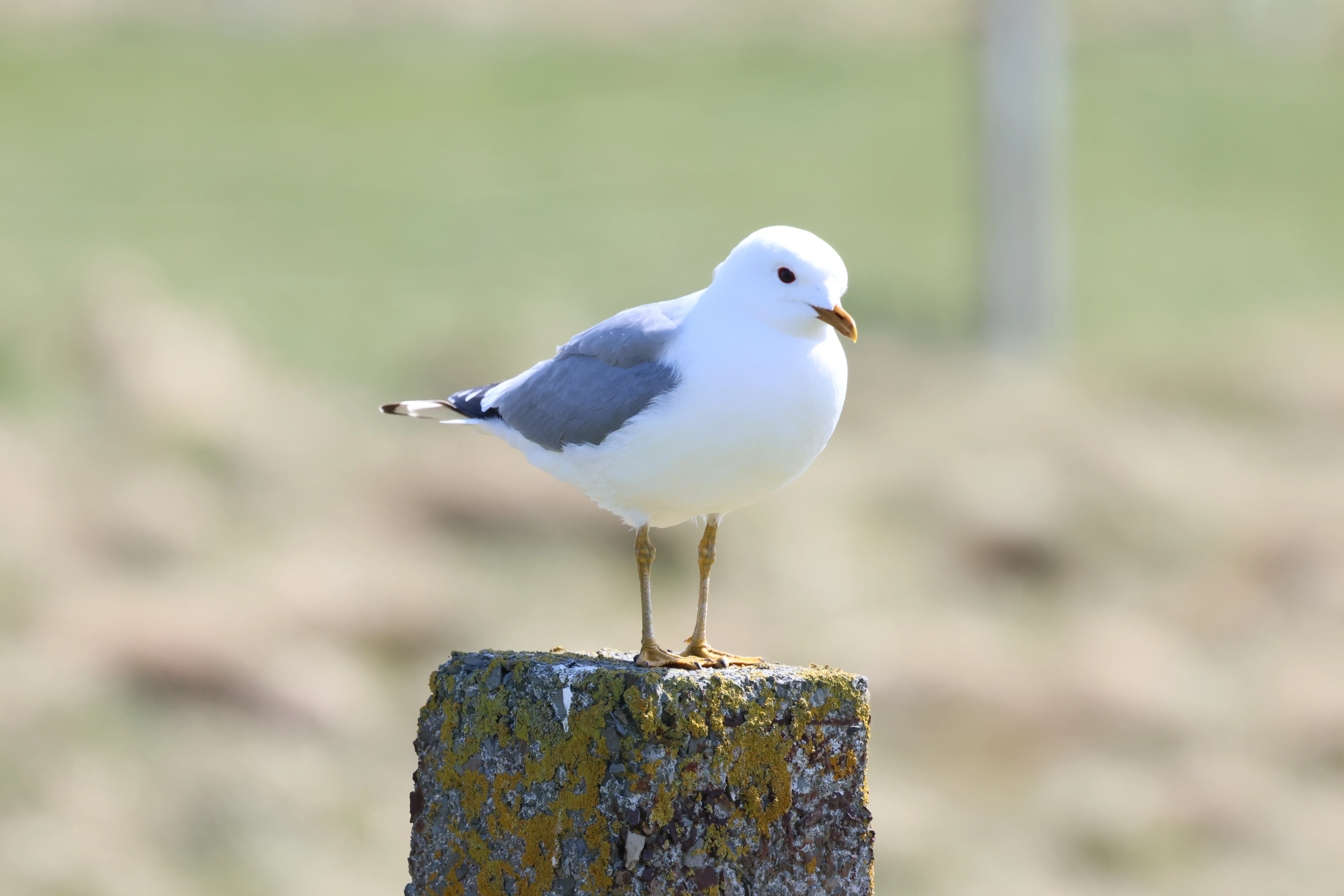 Common Gull, North Ronaldsay Orkney, Orkney, UK — photo by Adam Prugel-Bennett
