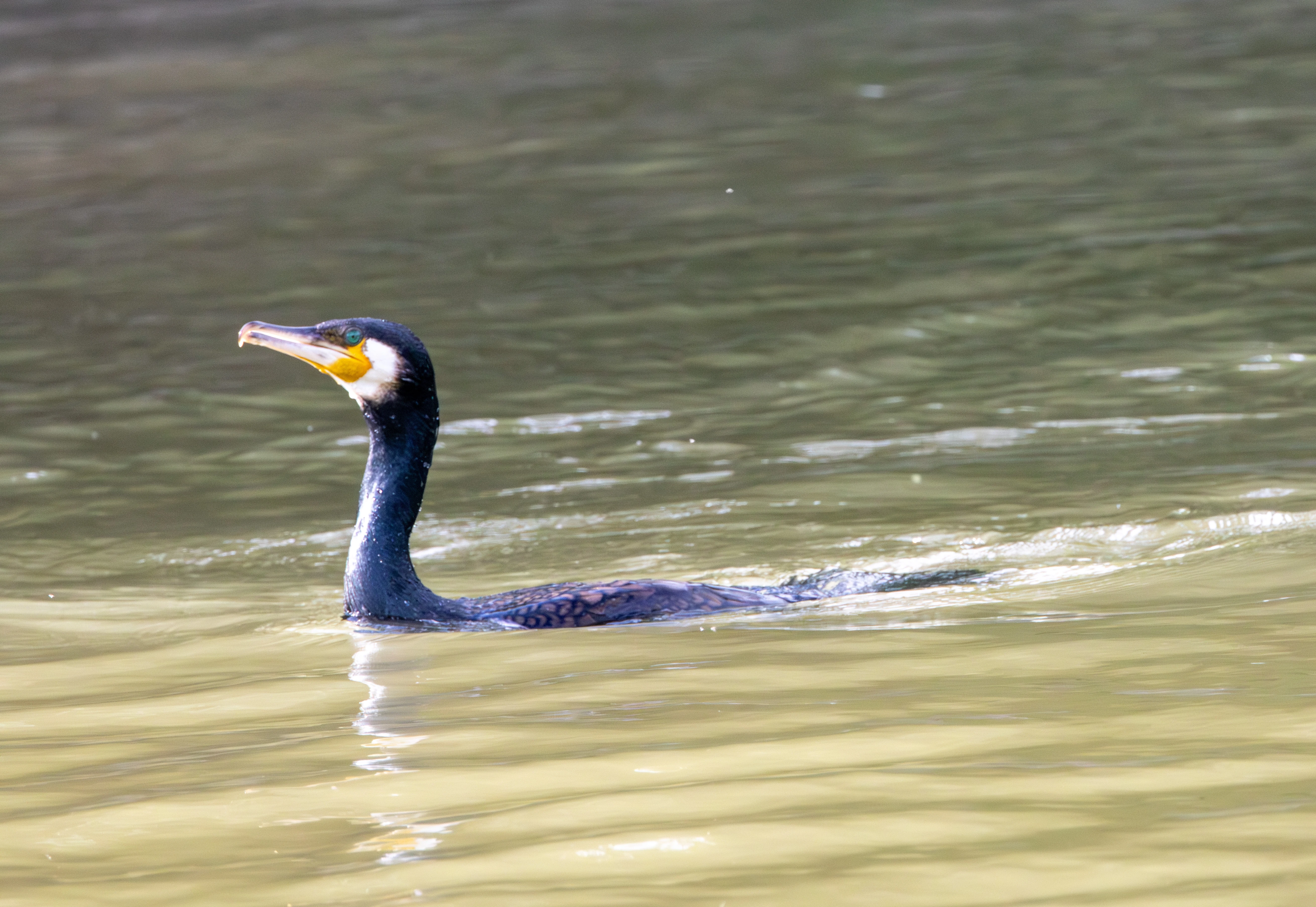 Great Cormorant, Danube Delta, Romania — photo by Adam Prugel-Bennett