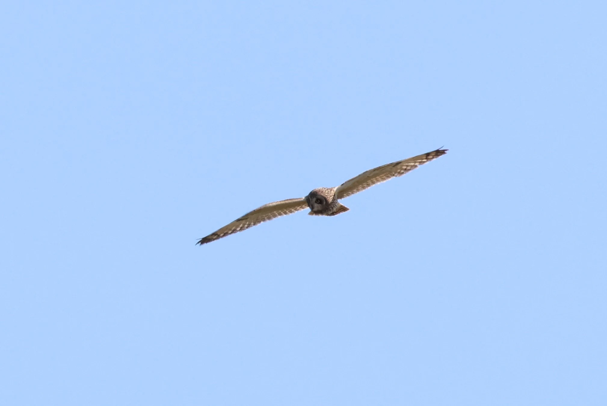 Short-eared Owl, North Ronaldsay Orkney, Orkney, UK — photo by Adam Prugel-Bennett