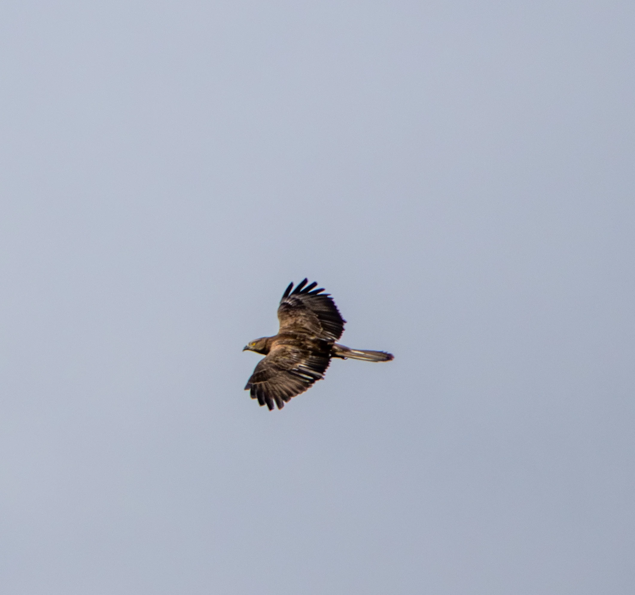 Common Buzzard, Danube Delta, Romania — photo by Adam Prugel-Bennett