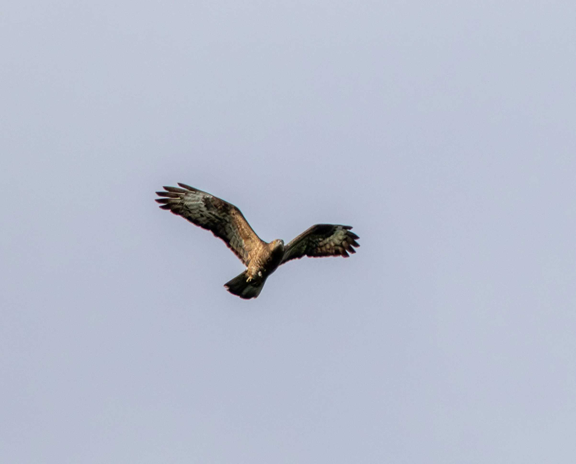 Western Marsh Harrier, Danube Delta, Romania — photo by Adam Prugel-Bennett