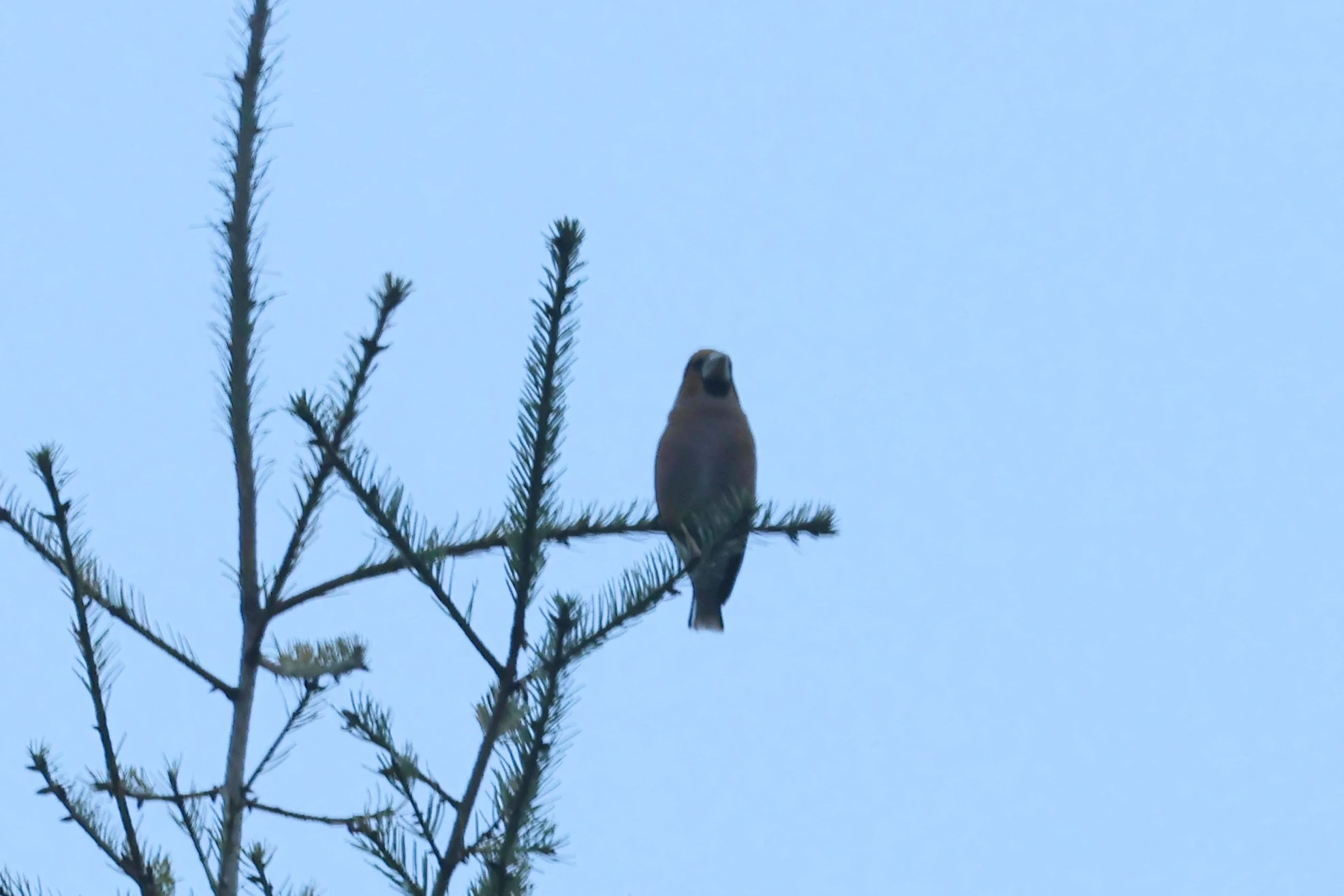 Hawfinch, Acres Down, Minstead, New Forest, UK — photo by Adam Prugel-Bennett