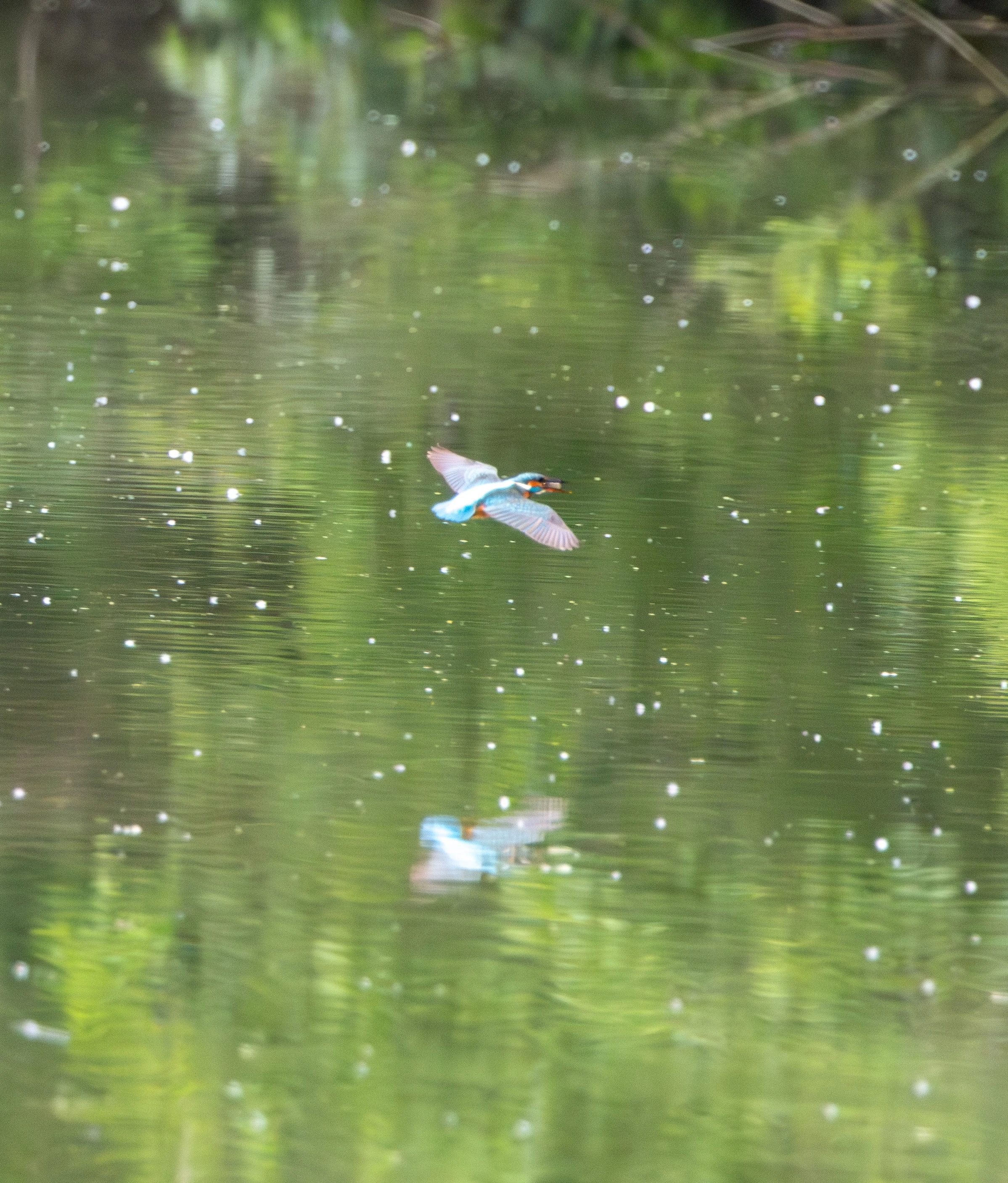 Common Kingfisher in flight over water, Danube Delta, Romania — photo by Adam Prugel-Bennett