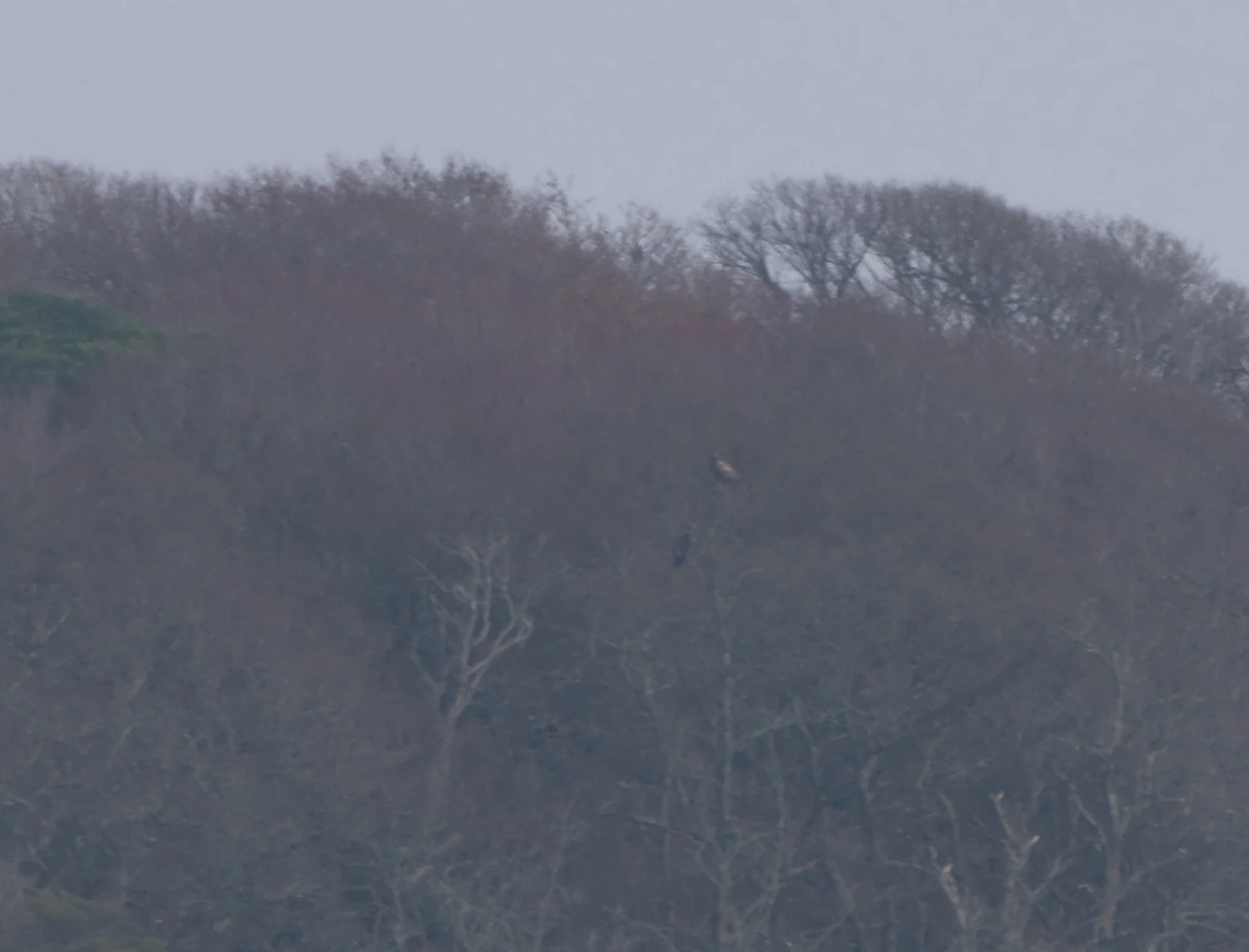 Pair of White-tailed eagles at a long distance, Lymington, New Forest, UK — photo by Adam Prugel-Bennett