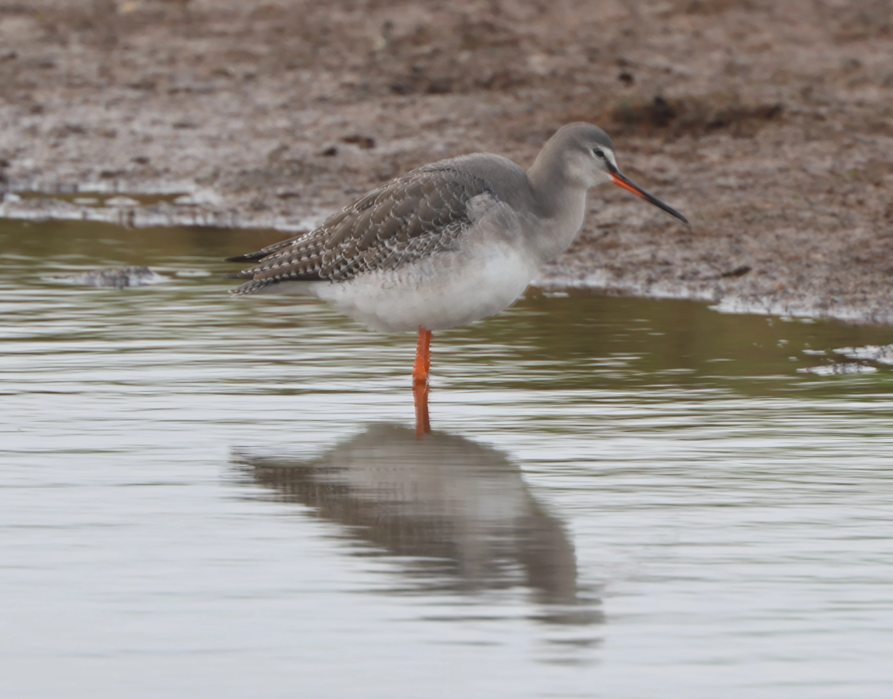Spotted Redshan, Lymington, New Forest, UK — photo by Adam Prugel-Bennett