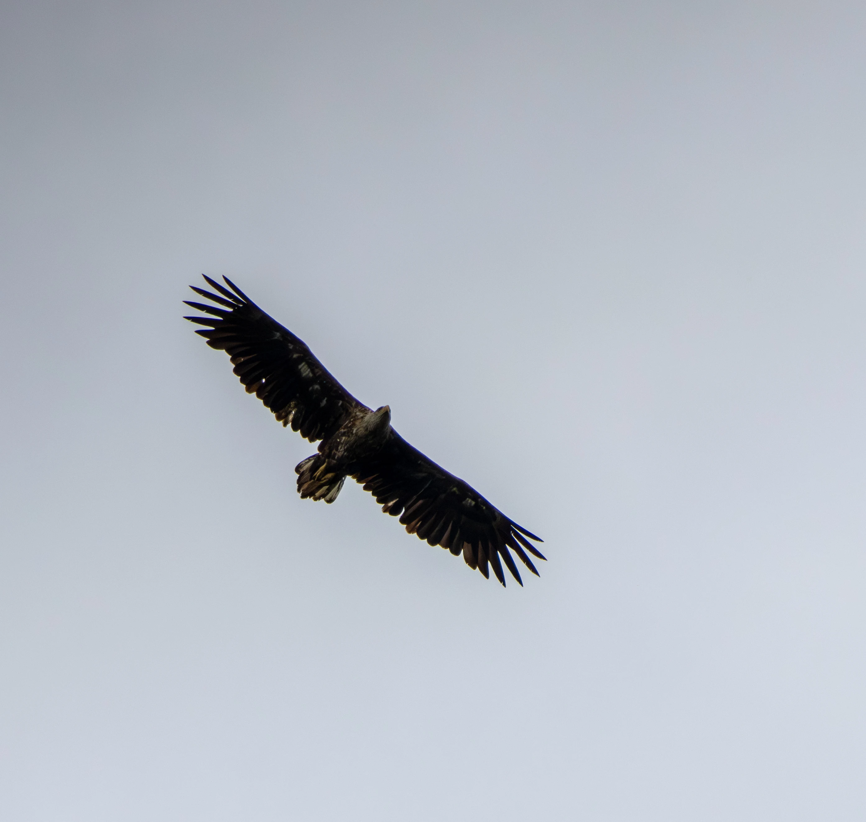 Juvenile Bald Eagle in flight, Danube Delta, Romania — photo by Adam Prugel-Bennett
