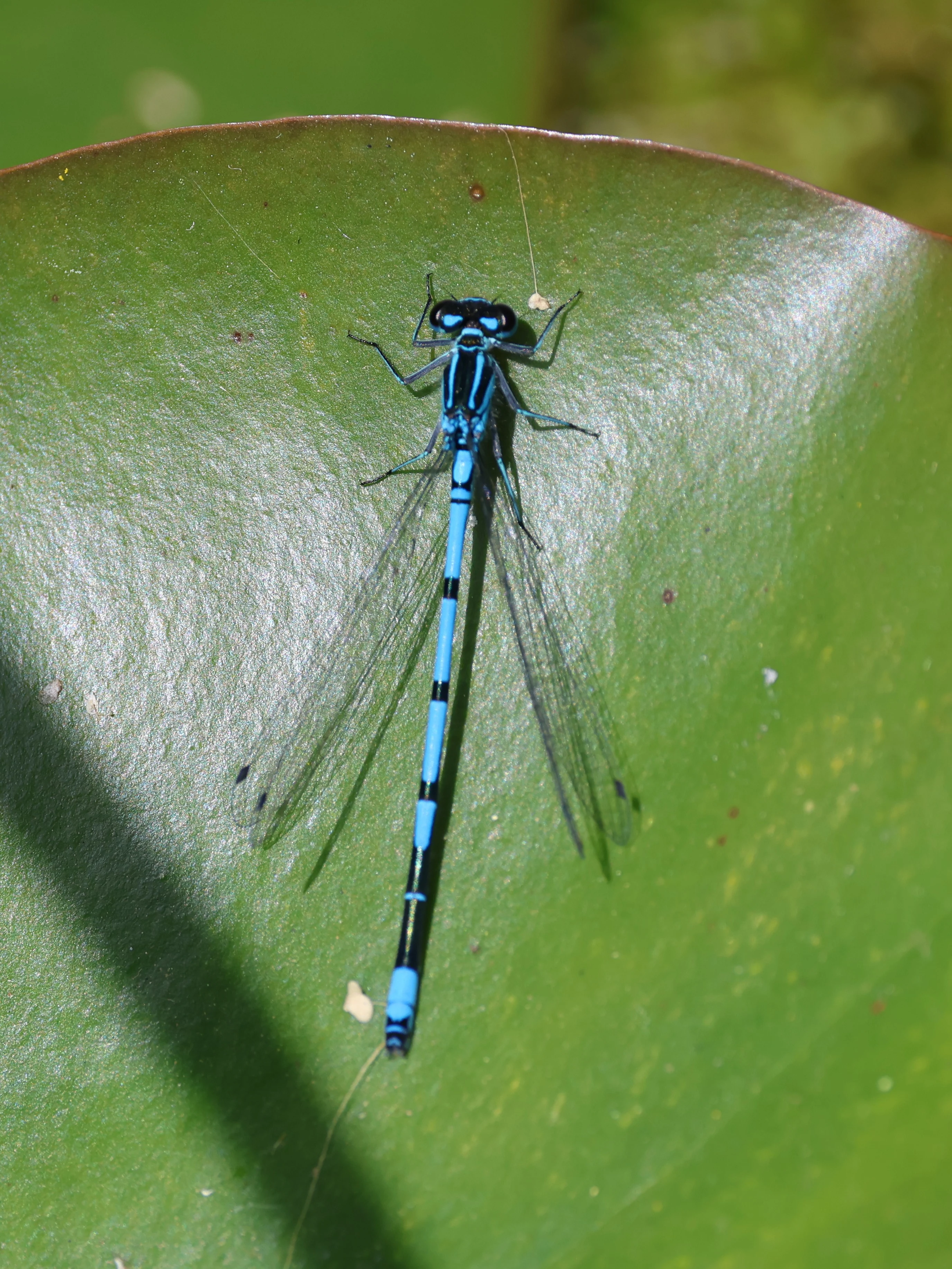 Azure (blue) damselfly
Insect, Garden, Totton, New Forest, UK — photo by Adam Prugel-Bennett