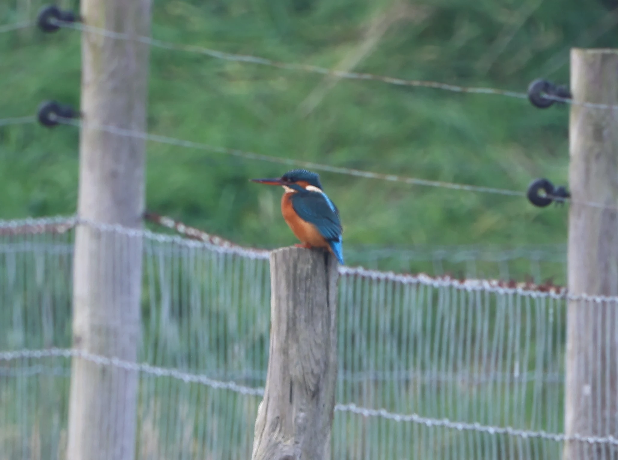 KIngfisher, Lymington, New Forest, UK — photo by Adam Prugel-Bennett