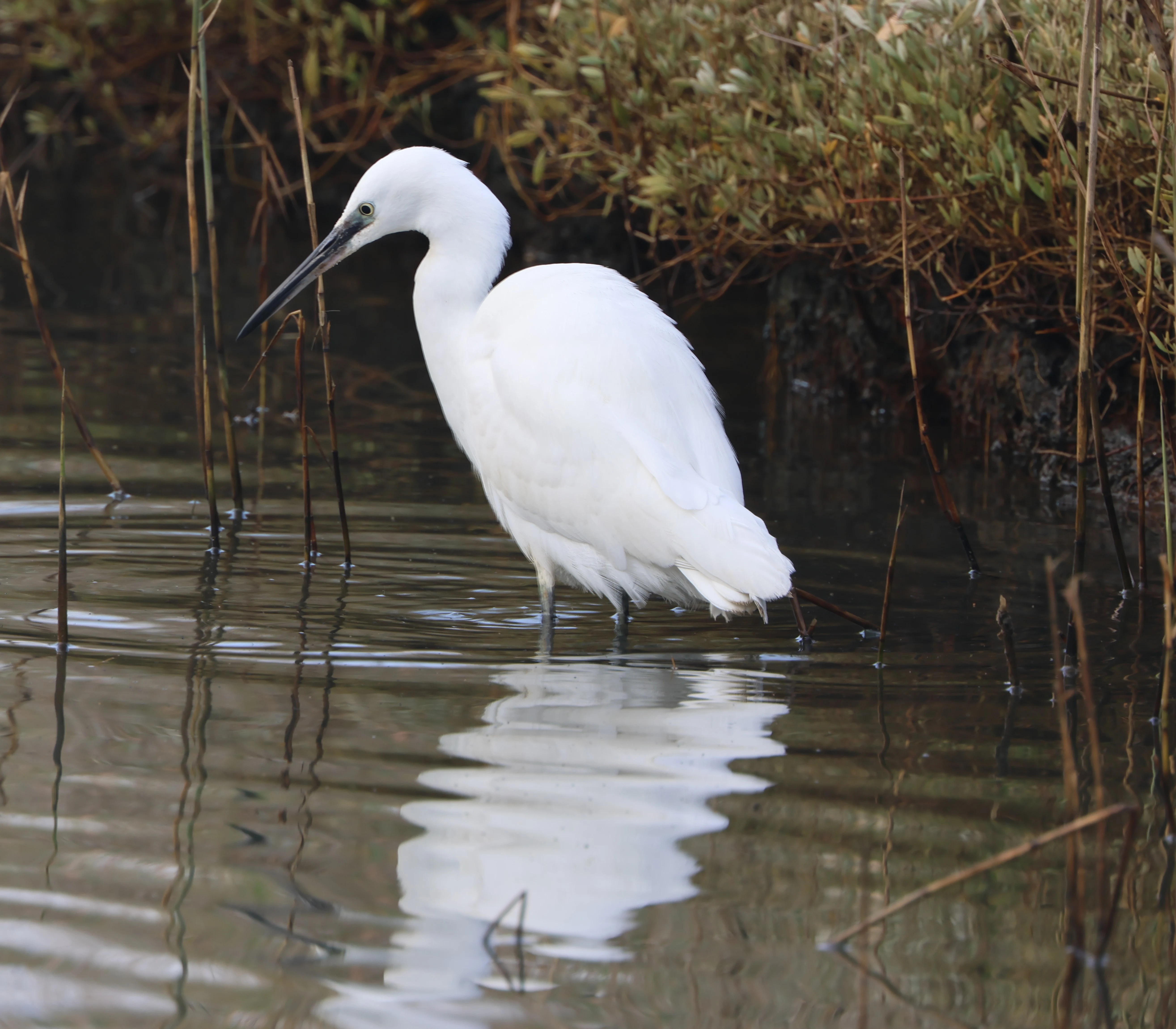 Little egret, Lymington, New Forest, UK — photo by Adam Prugel-Bennett