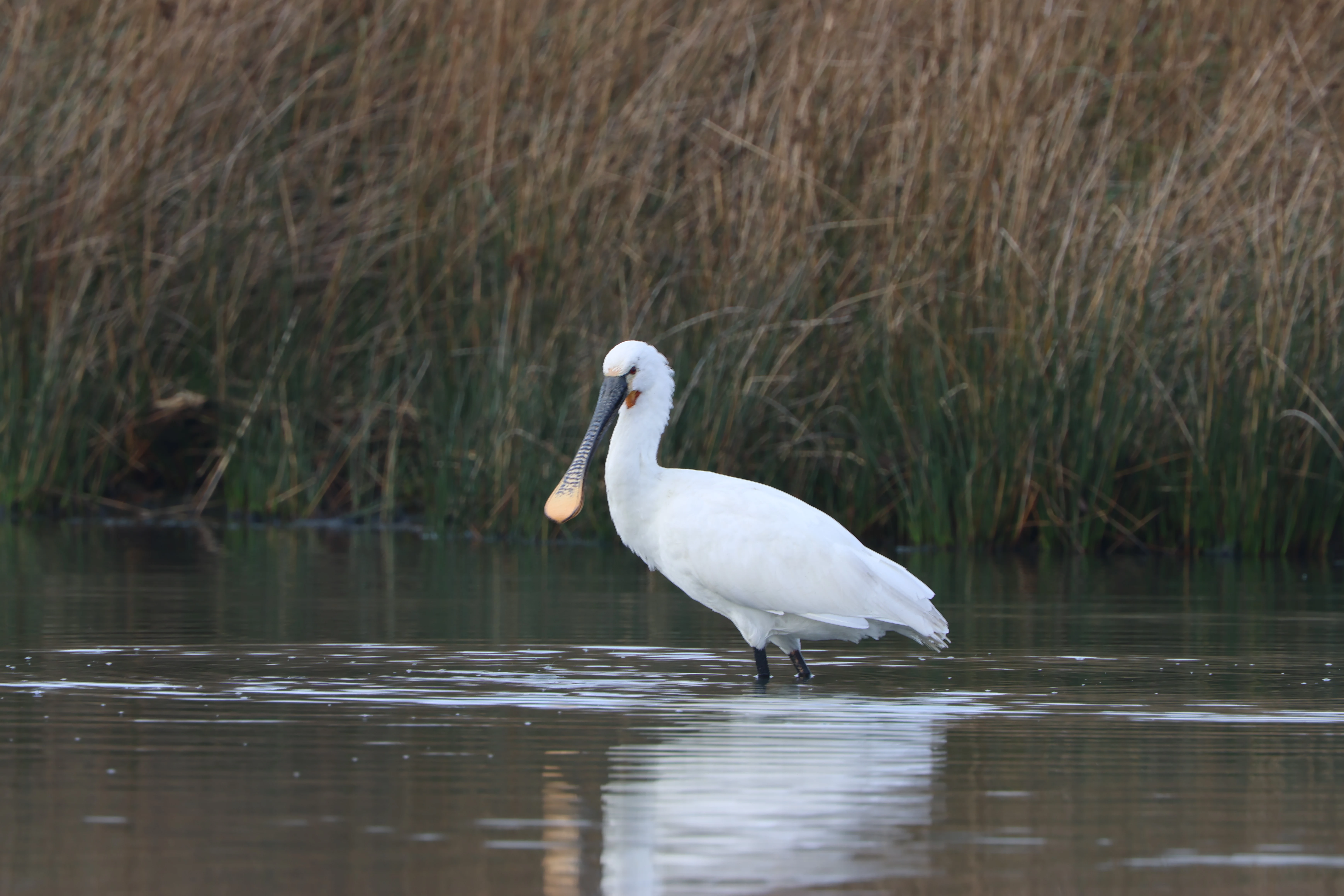 Spoonbill, Lymington, New Forest, UK — photo by Adam Prugel-Bennett