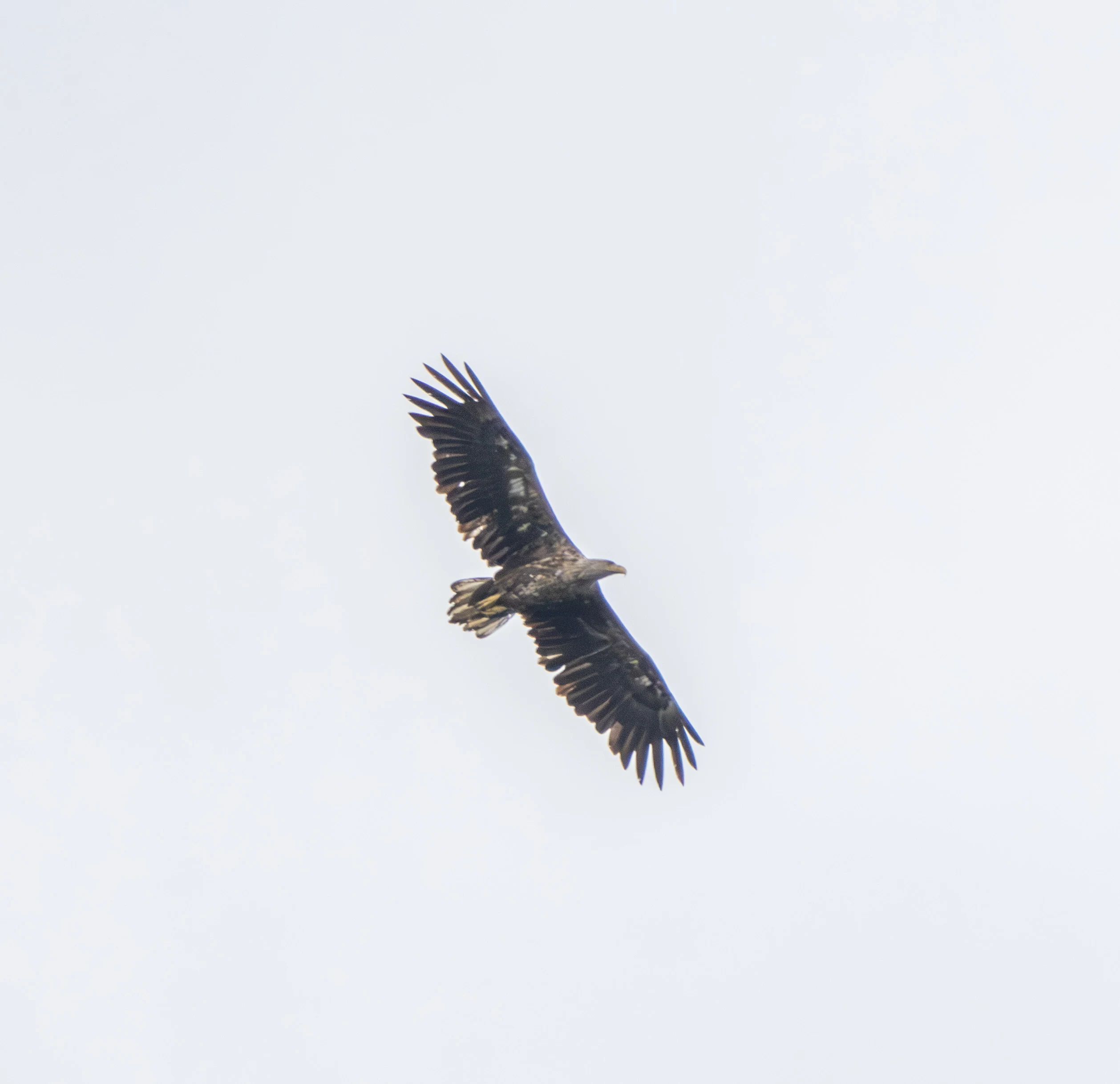 Juvenile Bald Eagle in flight, Danube Delta, Romania — photo by Adam Prugel-Bennett