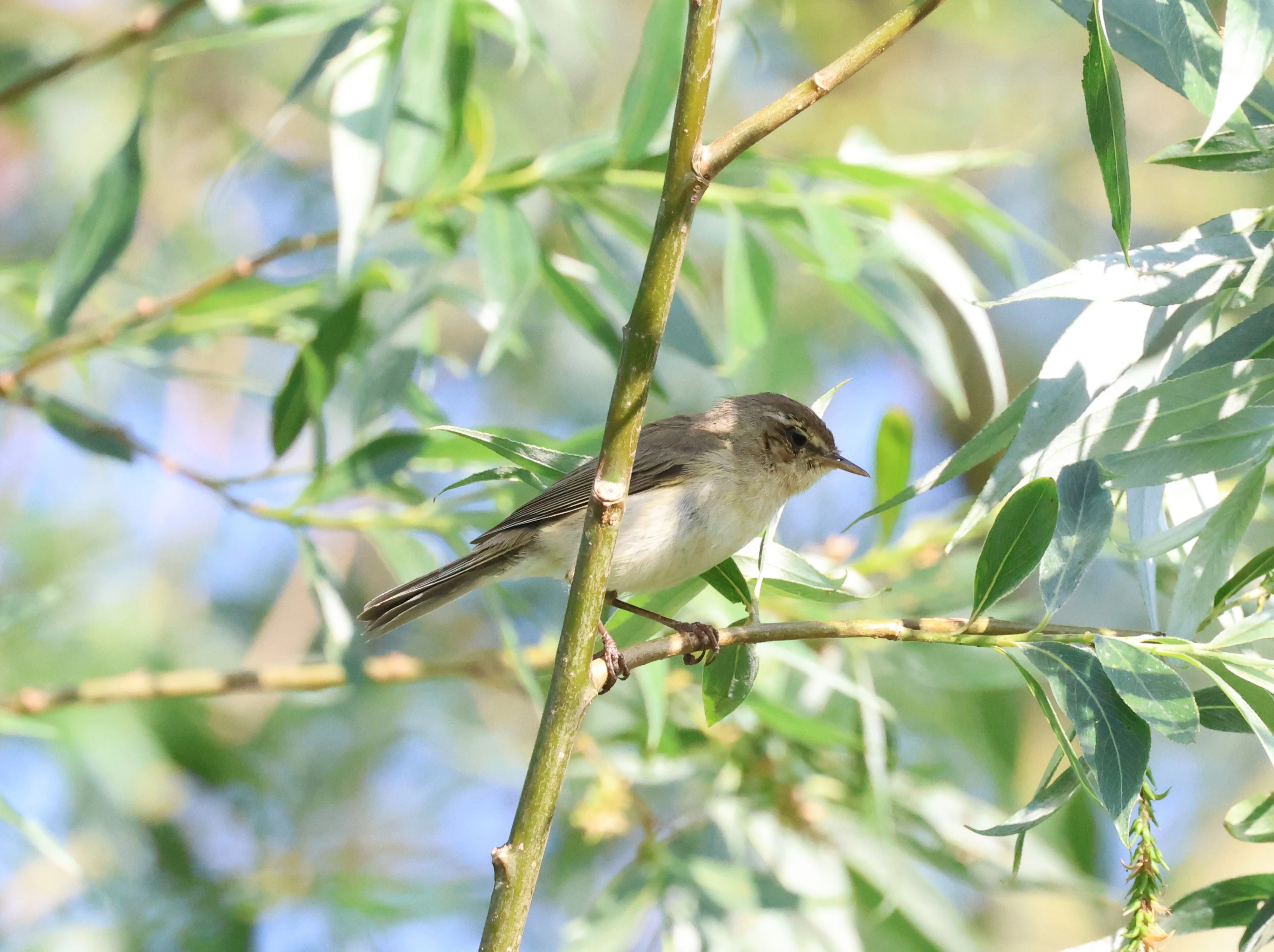 Sedge Warbler, Fishlake Meadows, Romsey, Hampshire, UK — photo by Adam Prugel-Bennett