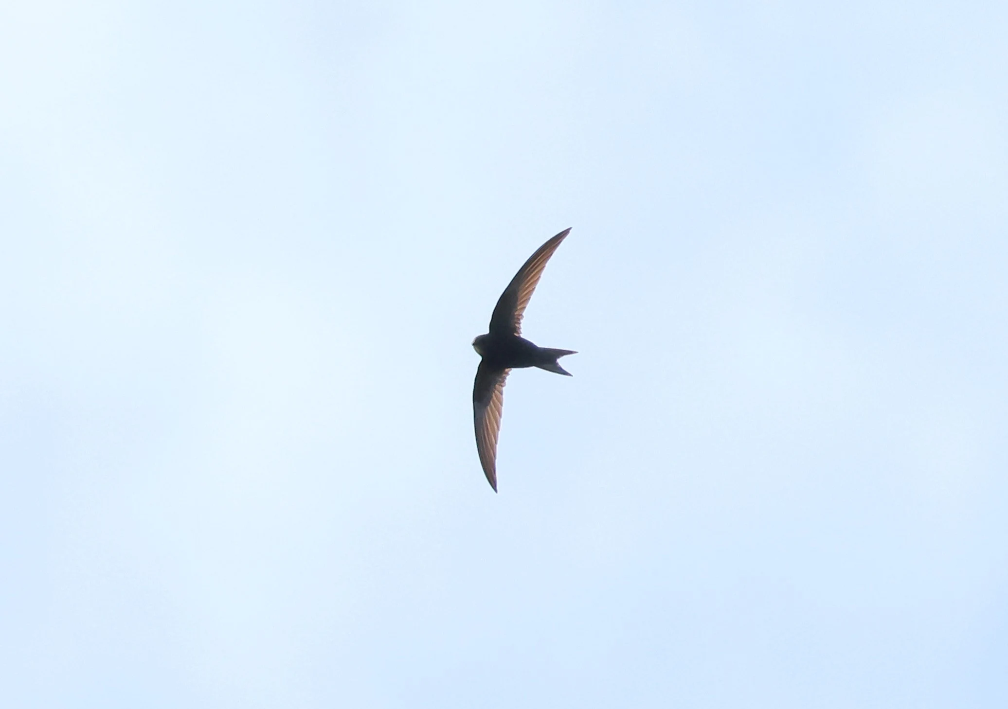 Common Swift, Fishlake Meadows, Romsey, Hampshire, UK — photo by Adam Prugel-Bennett