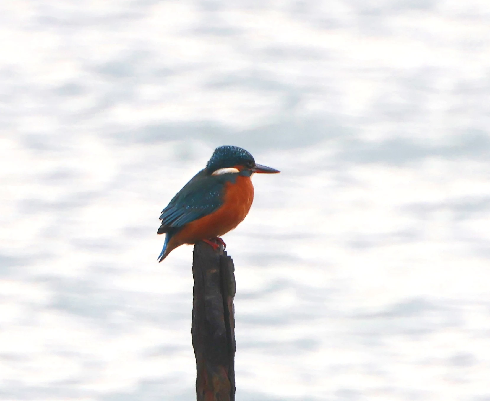 KIngfisher, Lymington, New Forest, UK — photo by Adam Prugel-Bennett