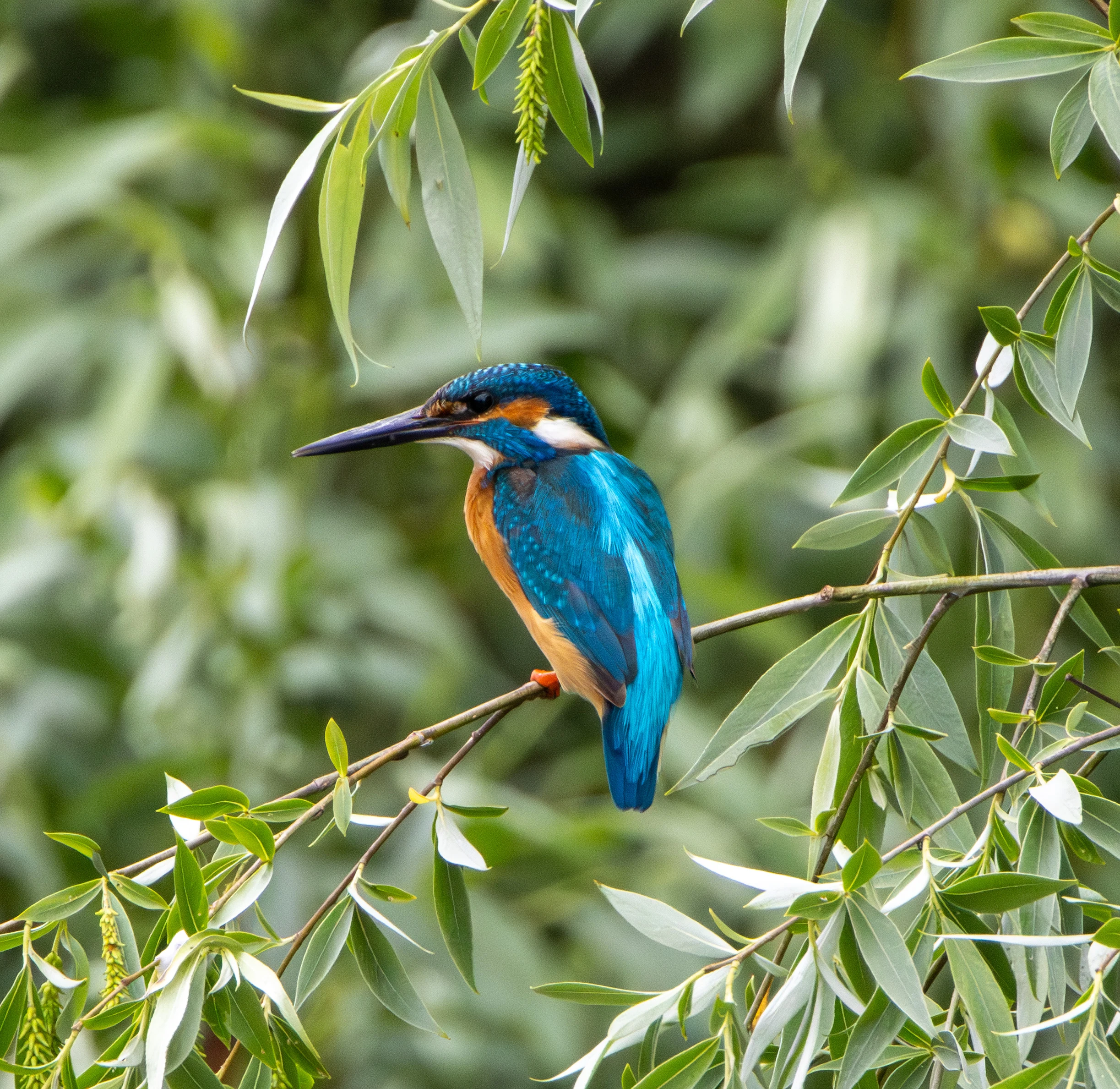 Common Kingfisher, Danube Delta, Romania — photo by Adam Prugel-Bennett