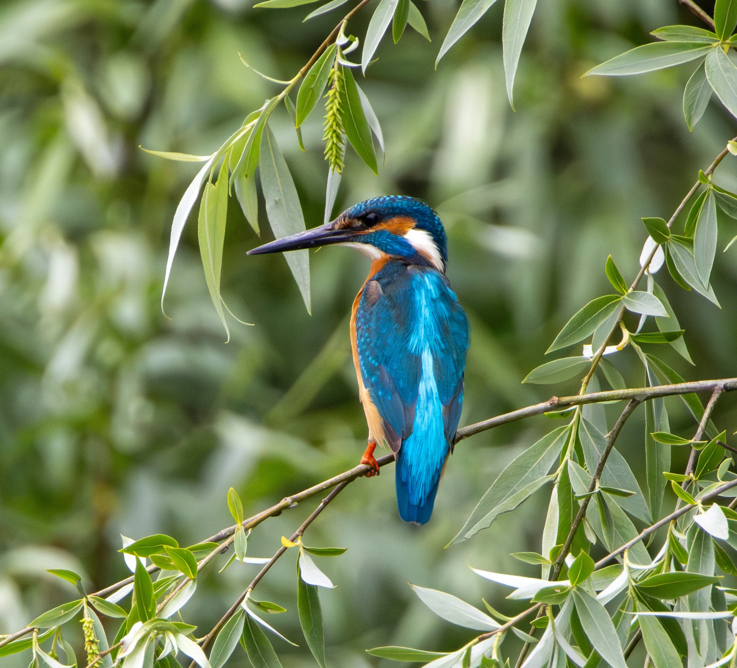 Common Kingfisher, Danube Delta, Romania — photo by Adam Prugel-Bennett