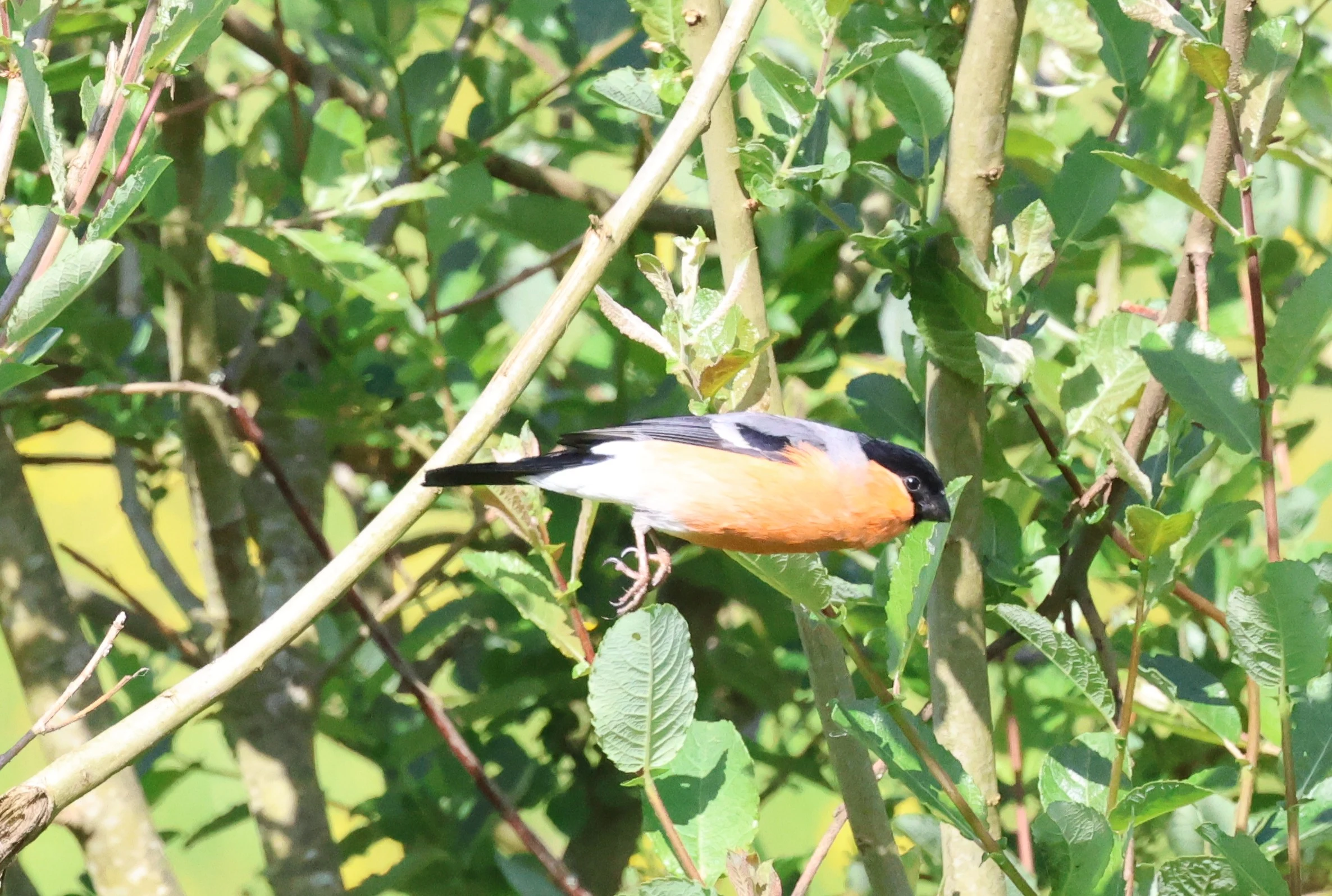 Bullfinch, Fishlake Meadows, Romsey, Hampshire, UK — photo by Adam Prugel-Bennett