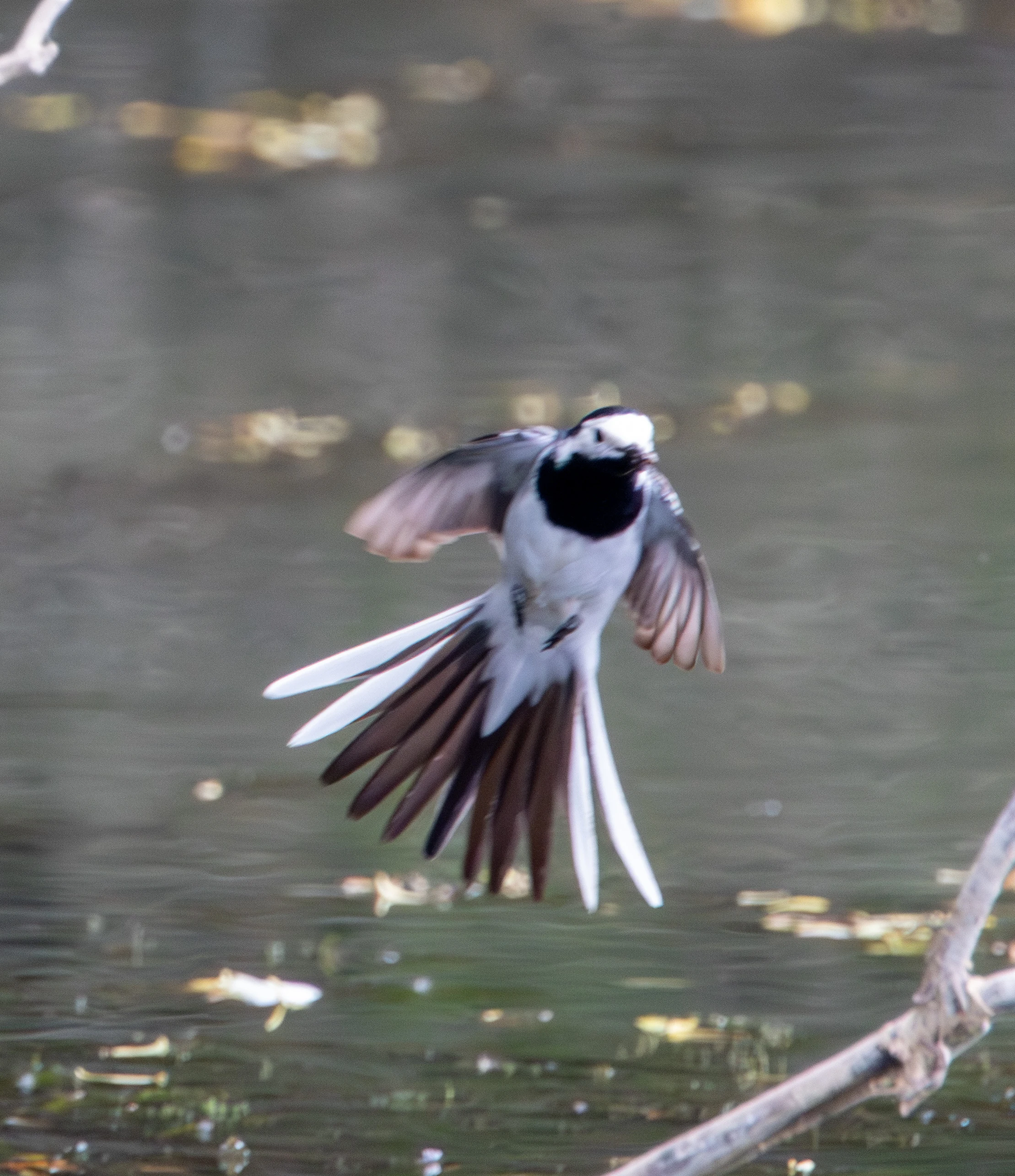 White Wagtail in flight, Danube Delta, Romania — photo by Adam Prugel-Bennett