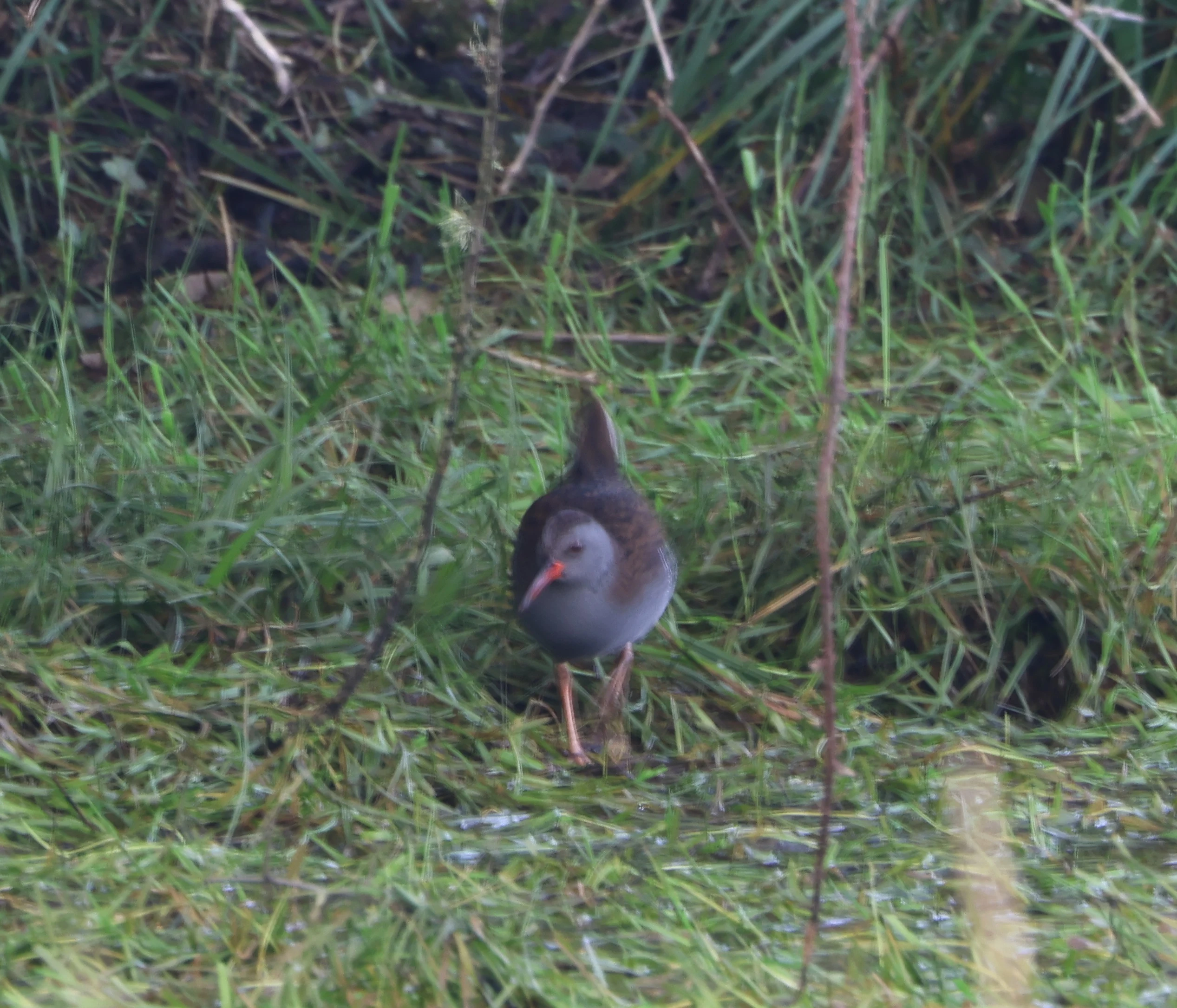 Water rail, Lymington, New Forest, UK — photo by Adam Prugel-Bennett