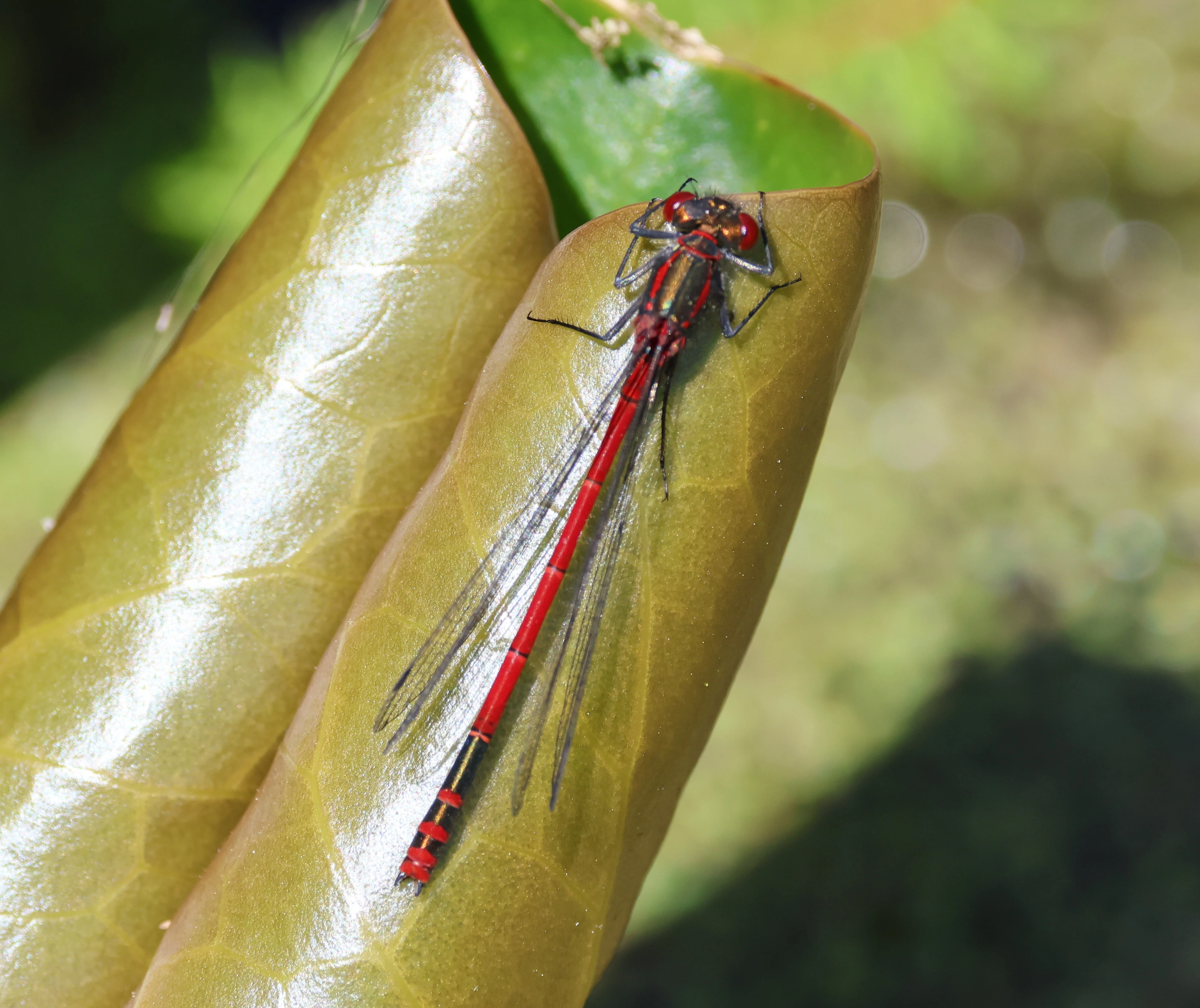 Male Large Red Damselfly, Fishlake Meadows, Romsey, Hampshire, UK — photo by Adam Prugel-Bennett
