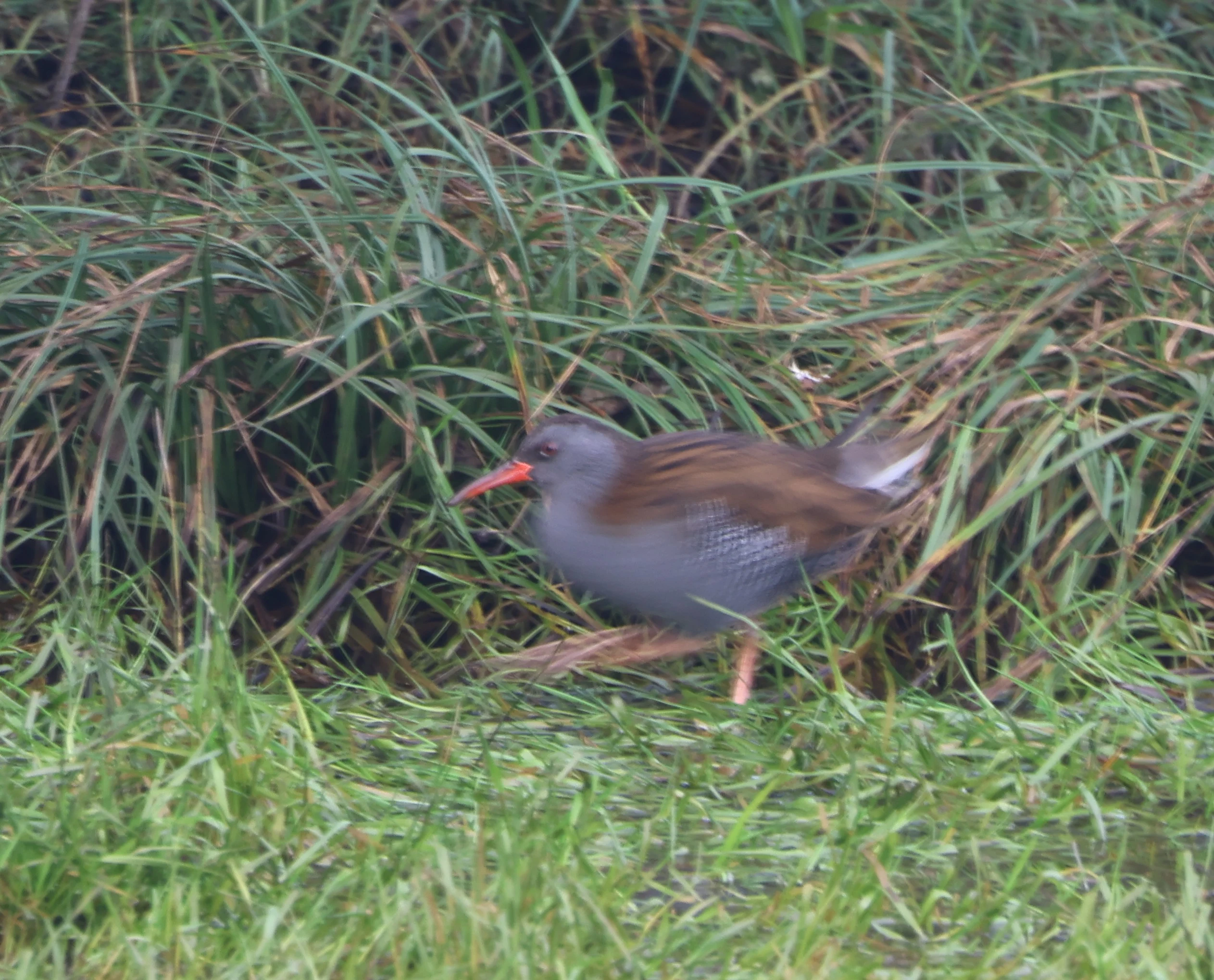 Water rail, Lymington, New Forest, UK — photo by Adam Prugel-Bennett