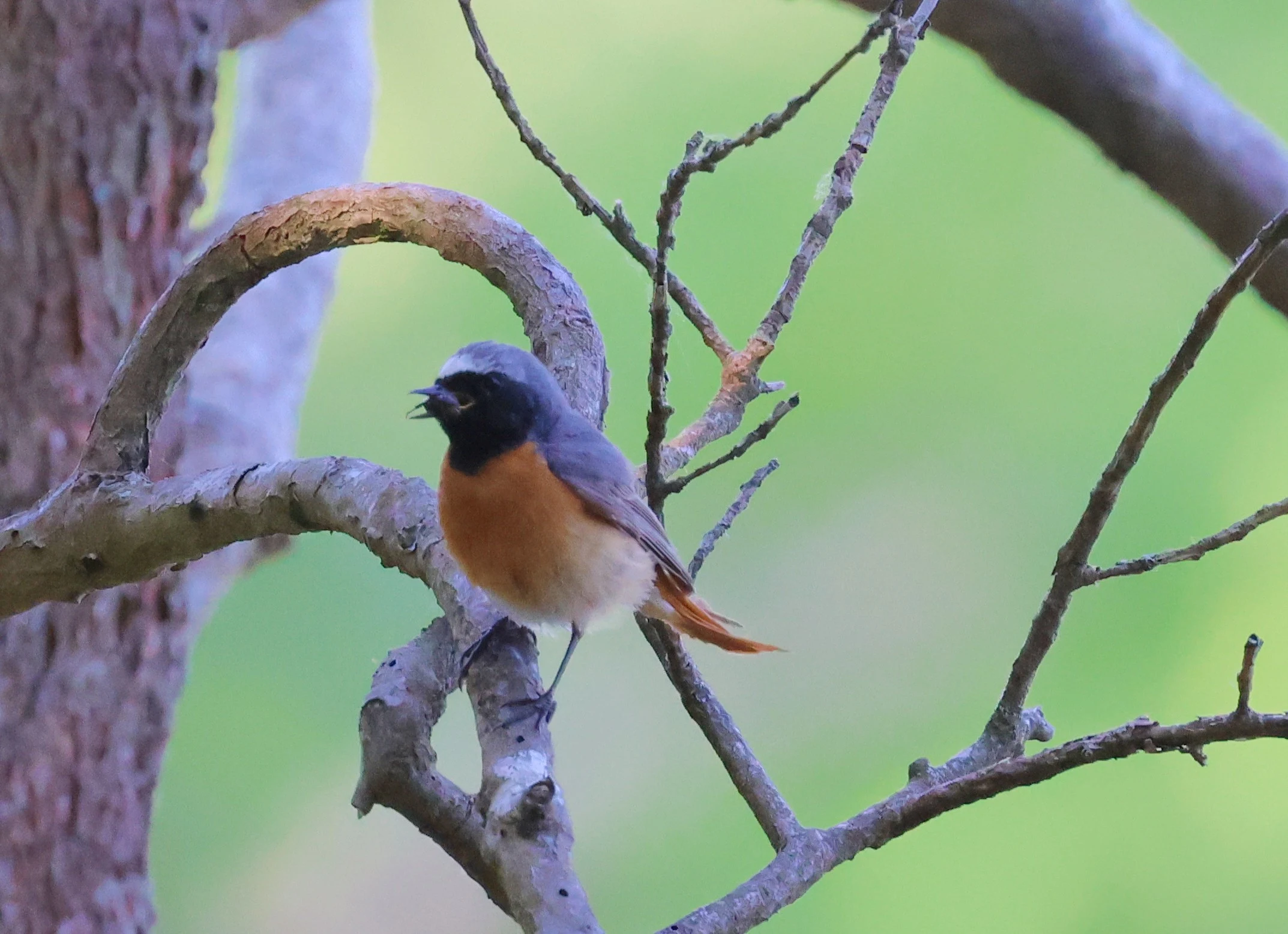 Common Redstart, Bolder and Lymington, New Forest, UK — photo by Adam Prugel-Bennett