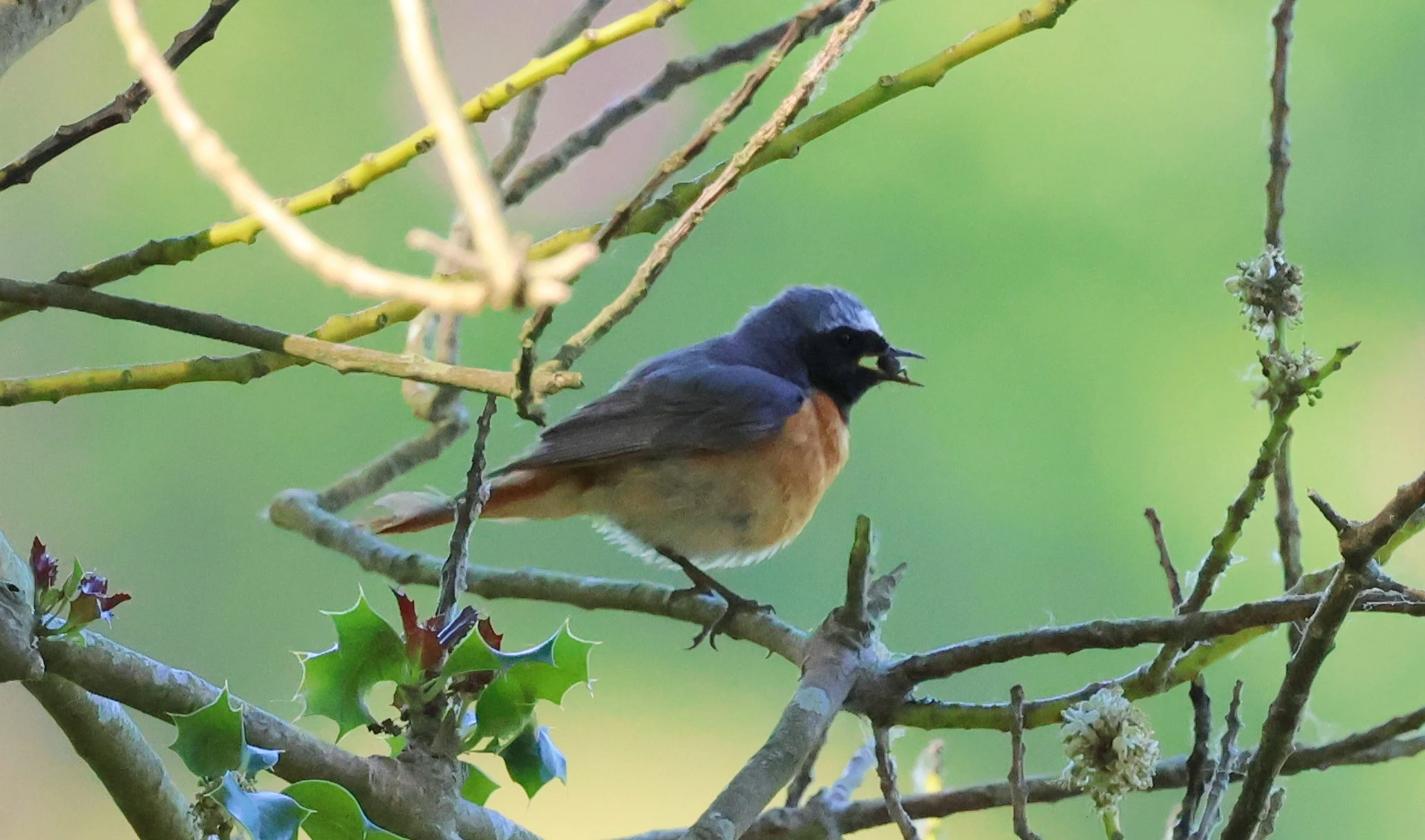 Common Redstart, Bolder and Lymington, New Forest, UK — photo by Adam Prugel-Bennett