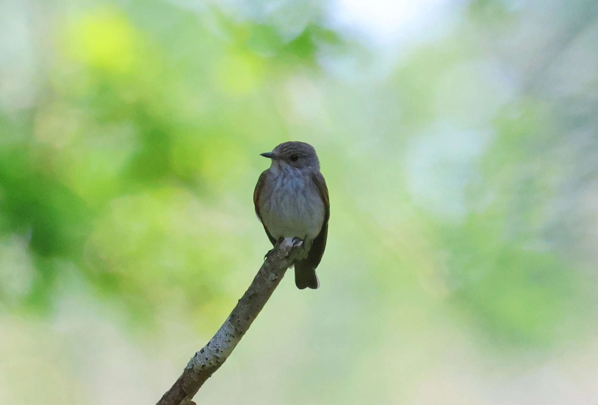 Spotted Flycatcher, Bolder and Lymington, New Forest, UK — photo by Adam Prugel-Bennett