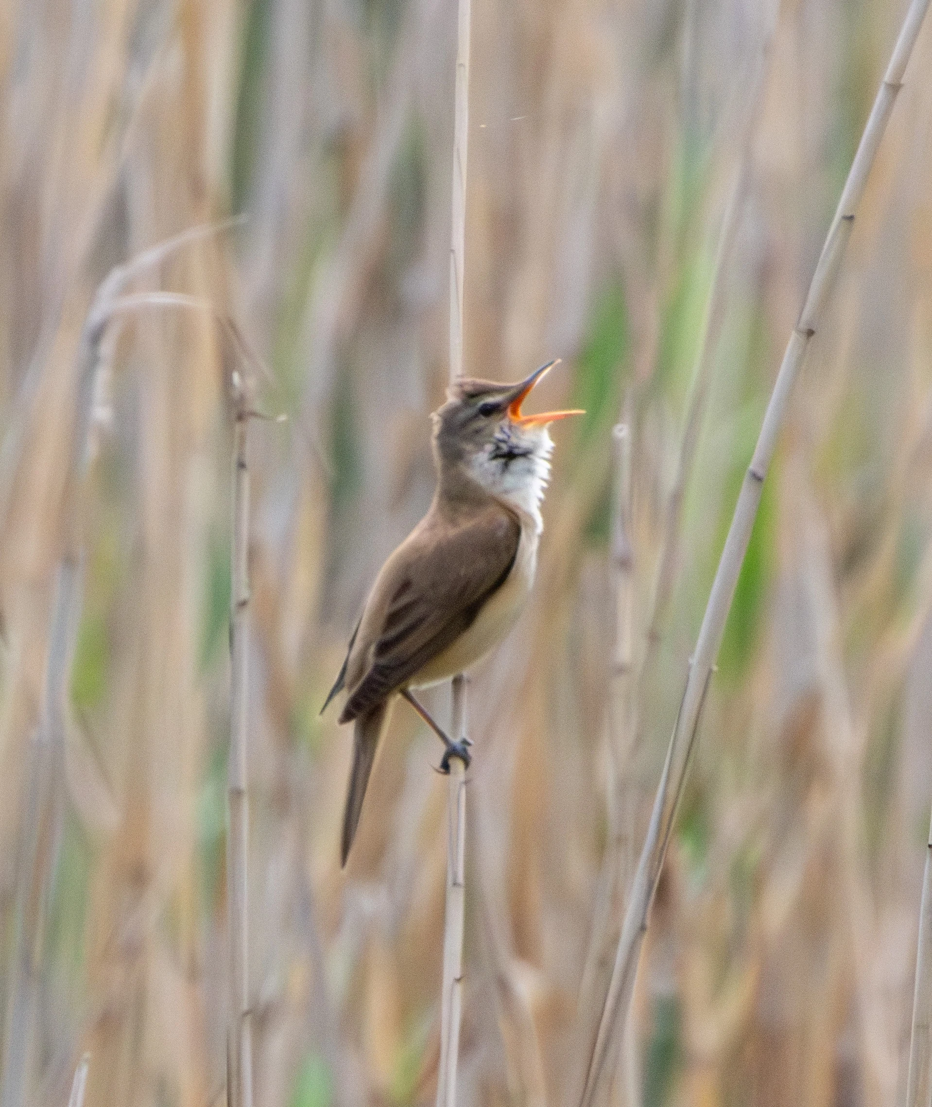 Great Reed Warbler, Danube Delta, Romania — photo by Adam Prugel-Bennett