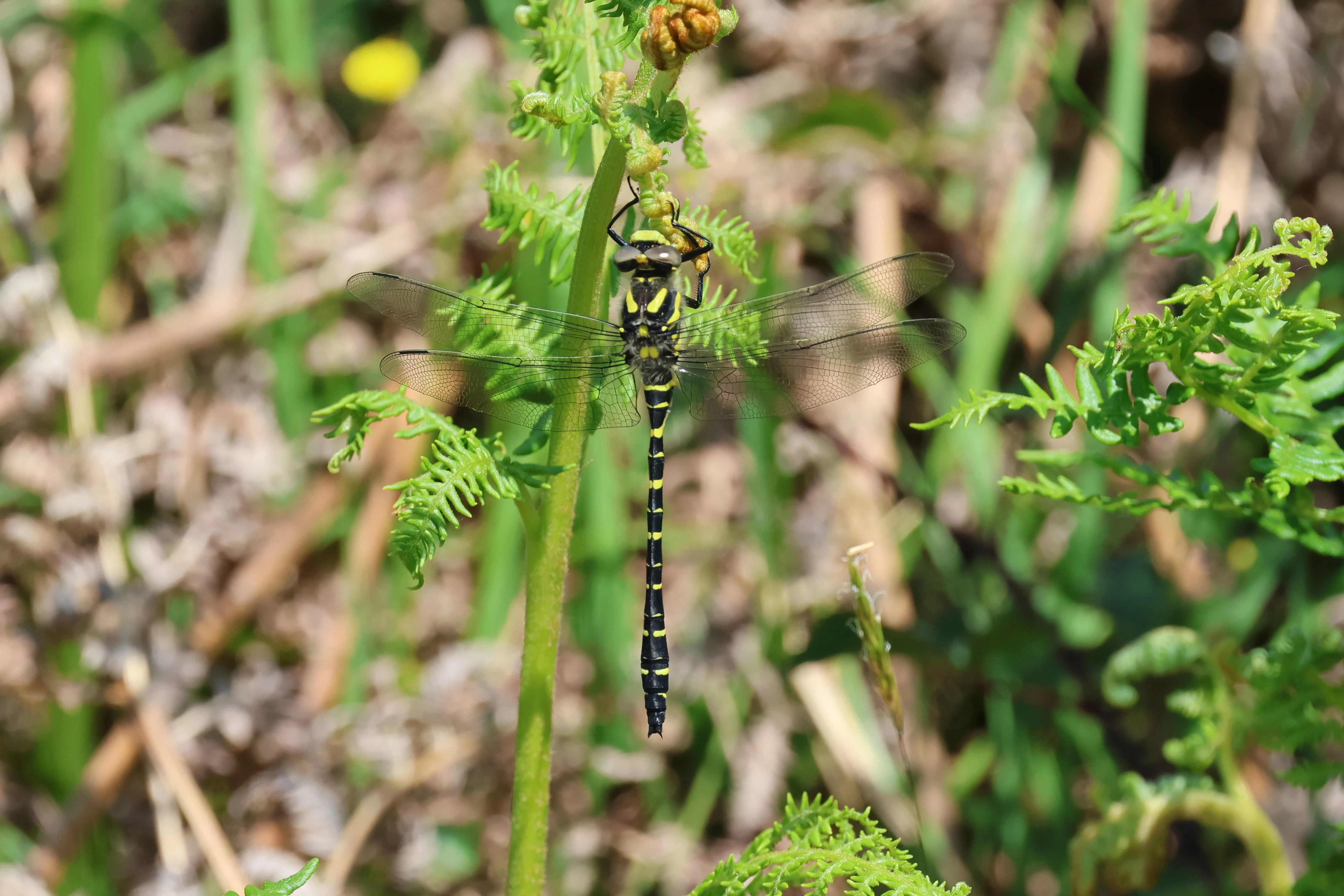 Golden-ringed Dragonfly, Bolder and Lymington, New Forest, UK — photo by Adam Prugel-Bennett