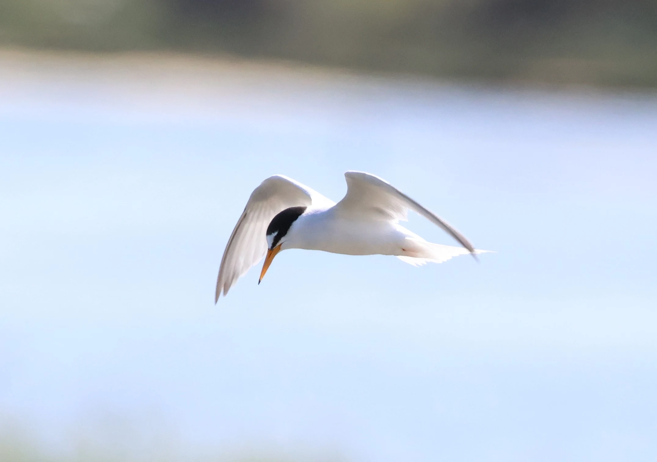 Little Tern, Bolder and Lymington, New Forest, UK — photo by Adam Prugel-Bennett