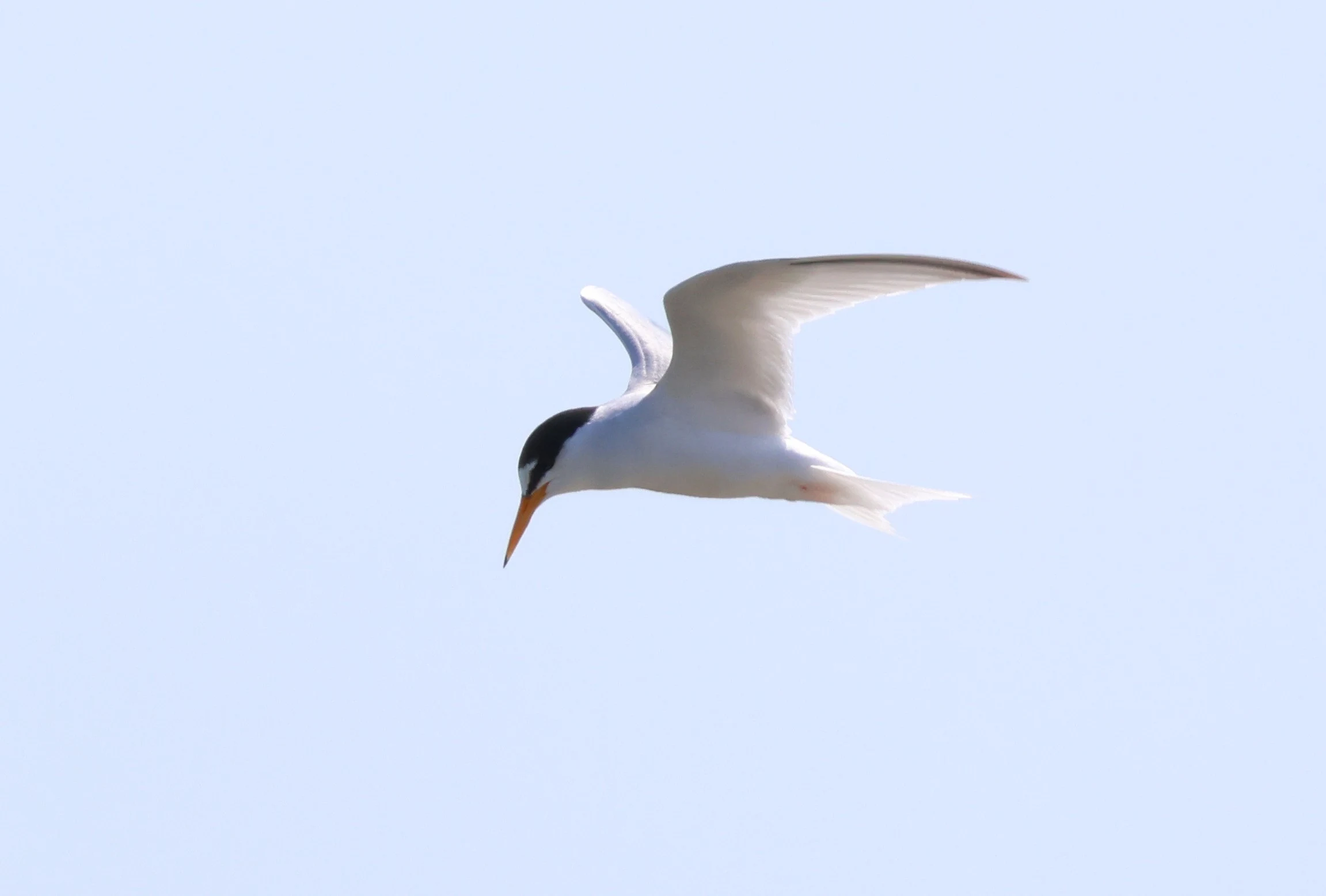 Little Tern, Bolder and Lymington, New Forest, UK — photo by Adam Prugel-Bennett