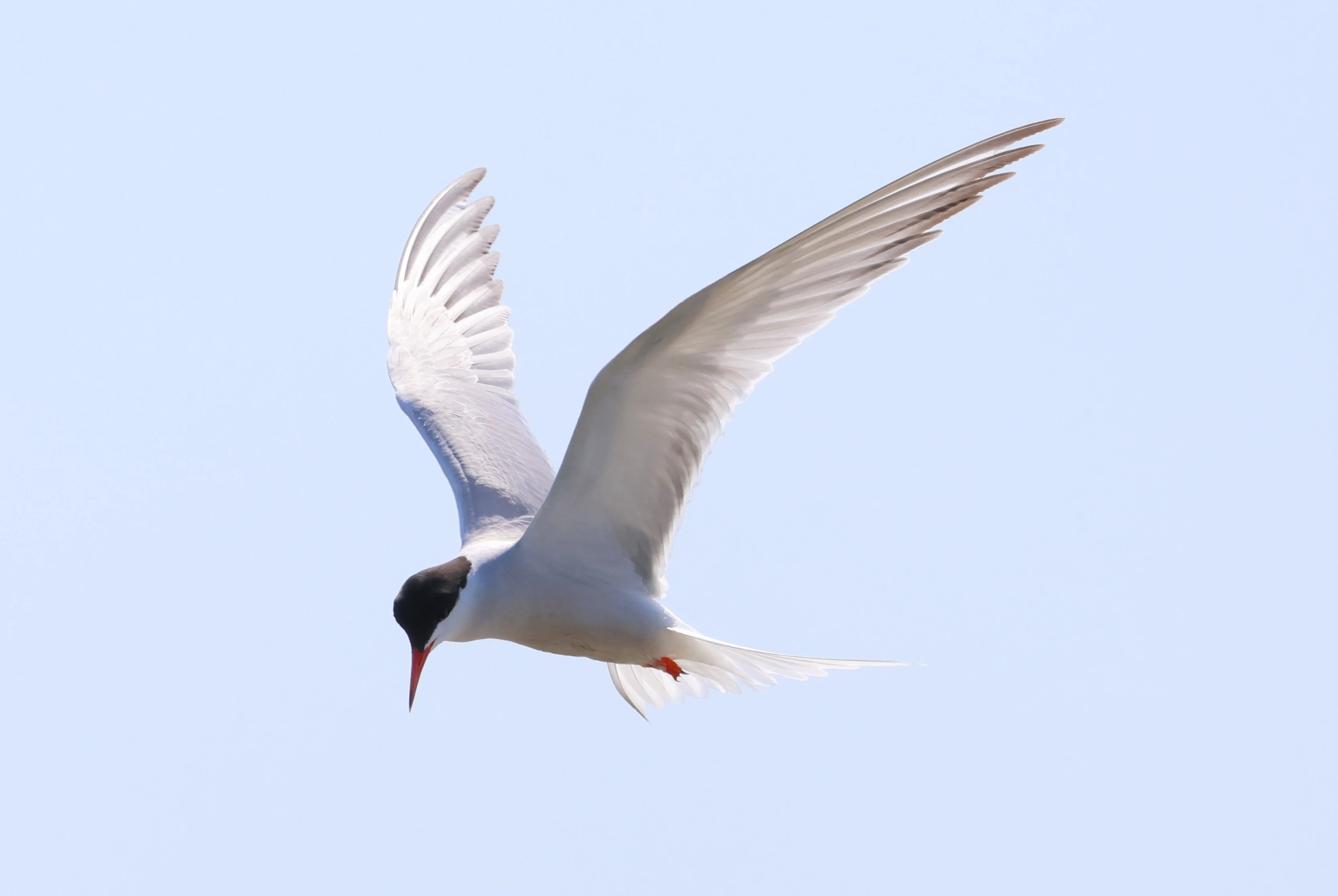 Common Tern, Bolder and Lymington, New Forest, UK — photo by Adam Prugel-Bennett