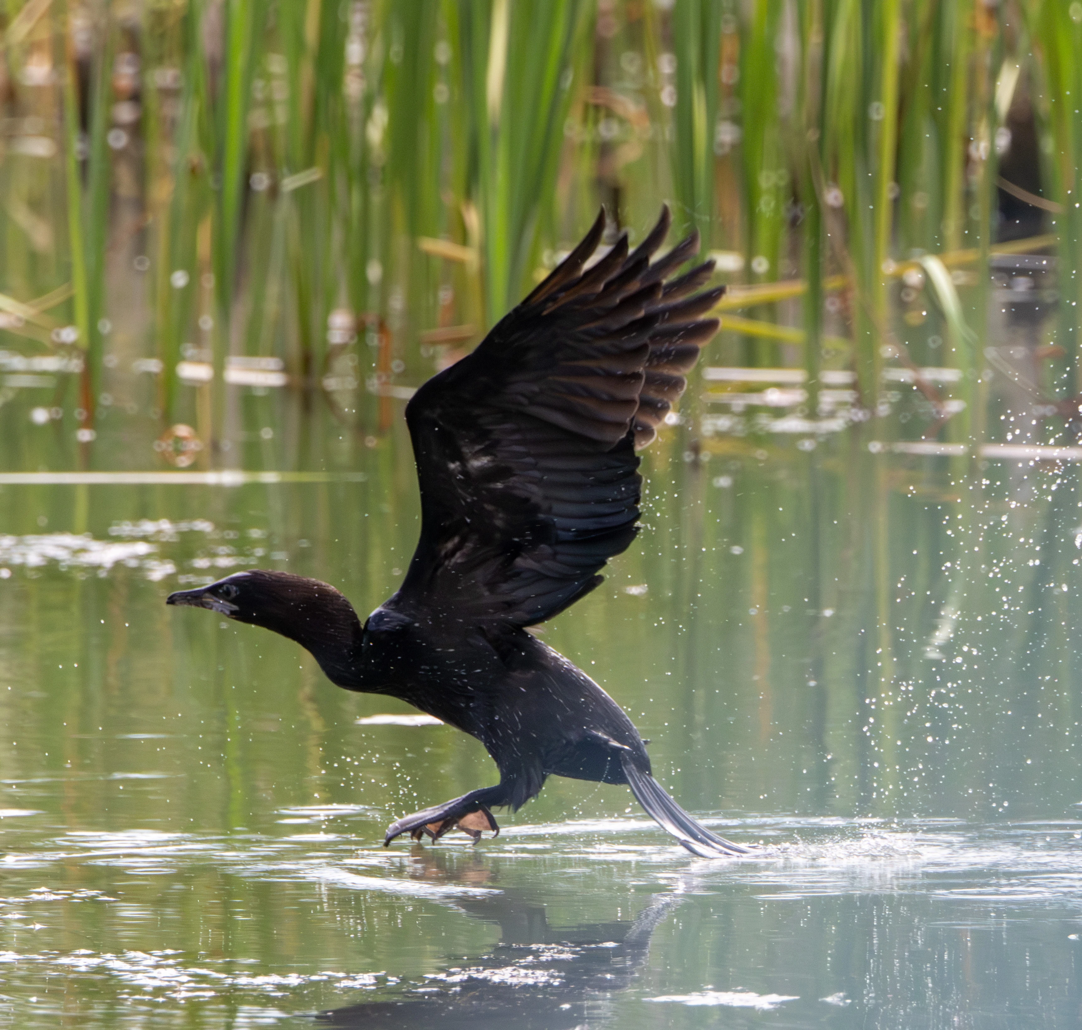 Pygmy Cormorant taking off from water, Danube Delta, Romania — photo by Adam Prugel-Bennett