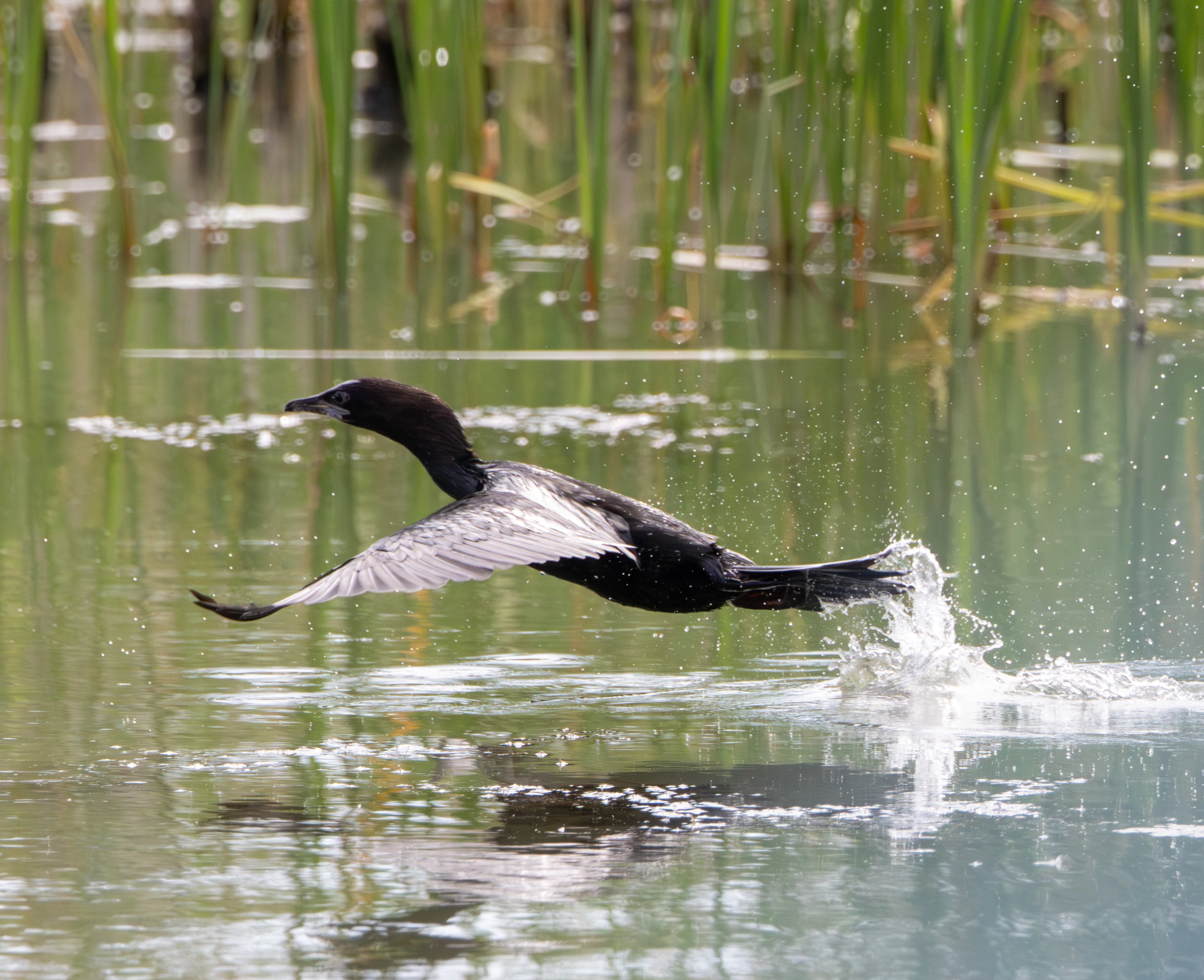 Pygmy Cormorant, Danube Delta, Romania — photo by Adam Prugel-Bennett