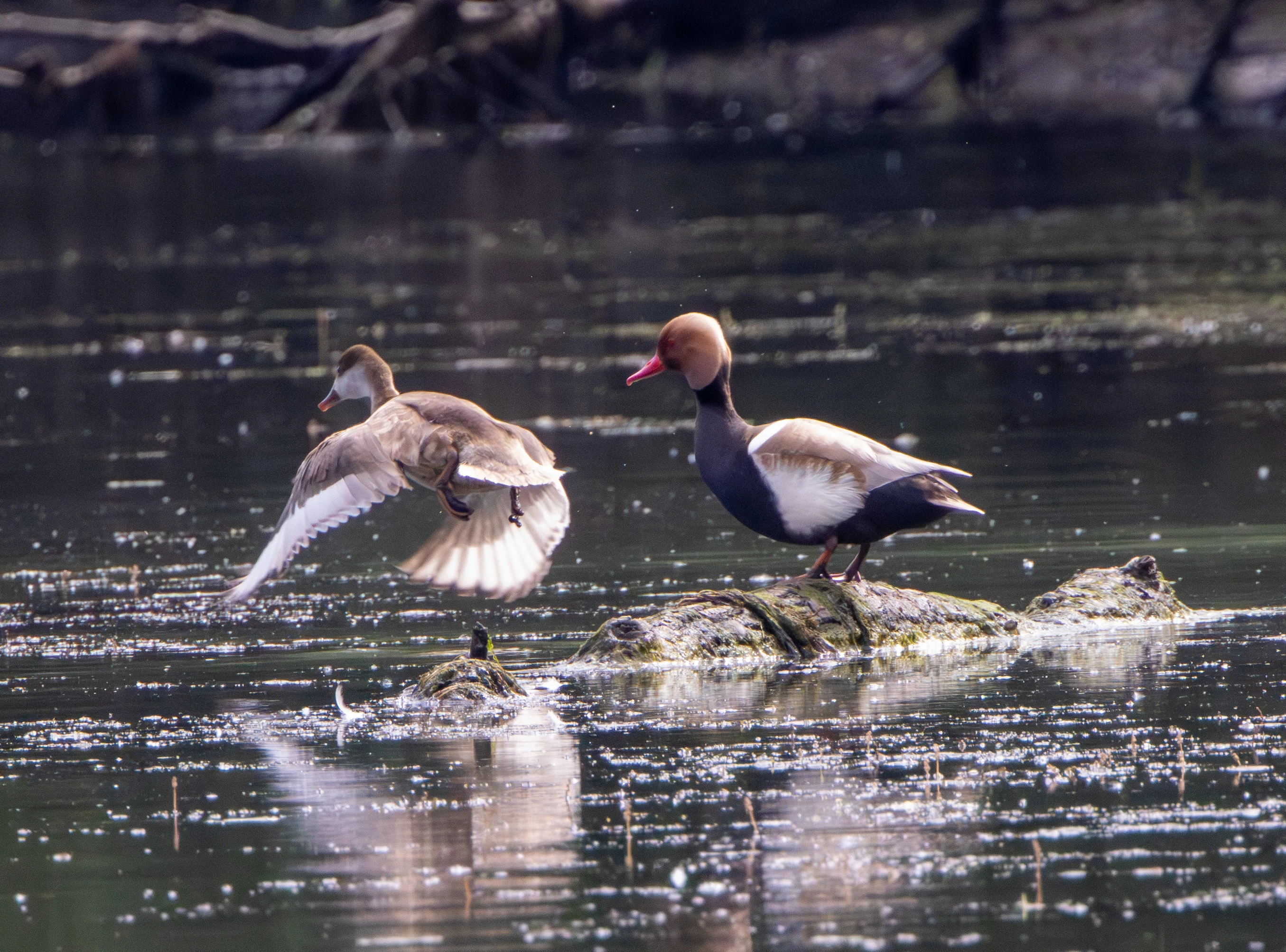 Pair of Red-crested Pochard, Danube Delta, Romania — photo by Adam Prugel-Bennett