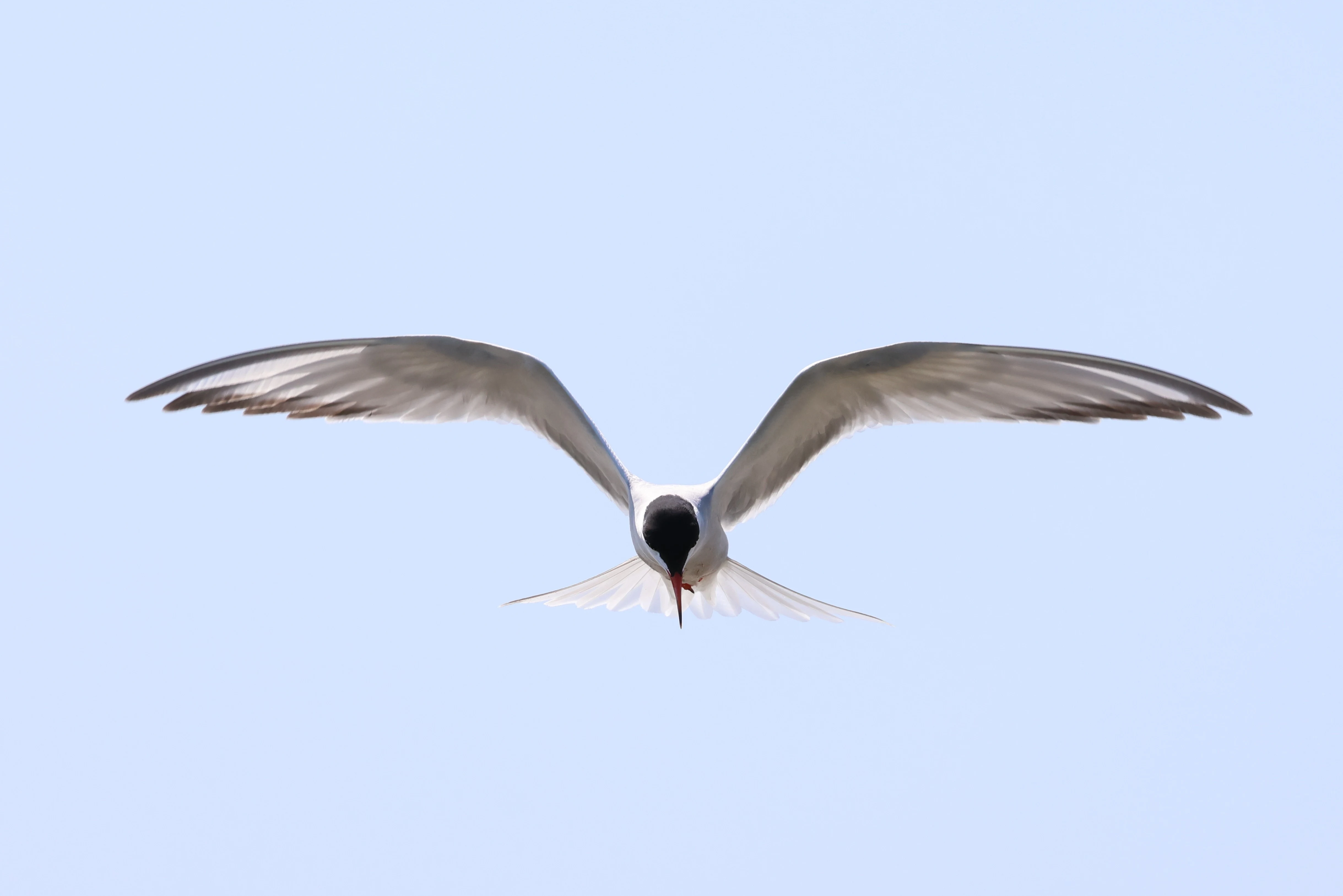 Common Tern, Bolder and Lymington, New Forest, UK — photo by Adam Prugel-Bennett