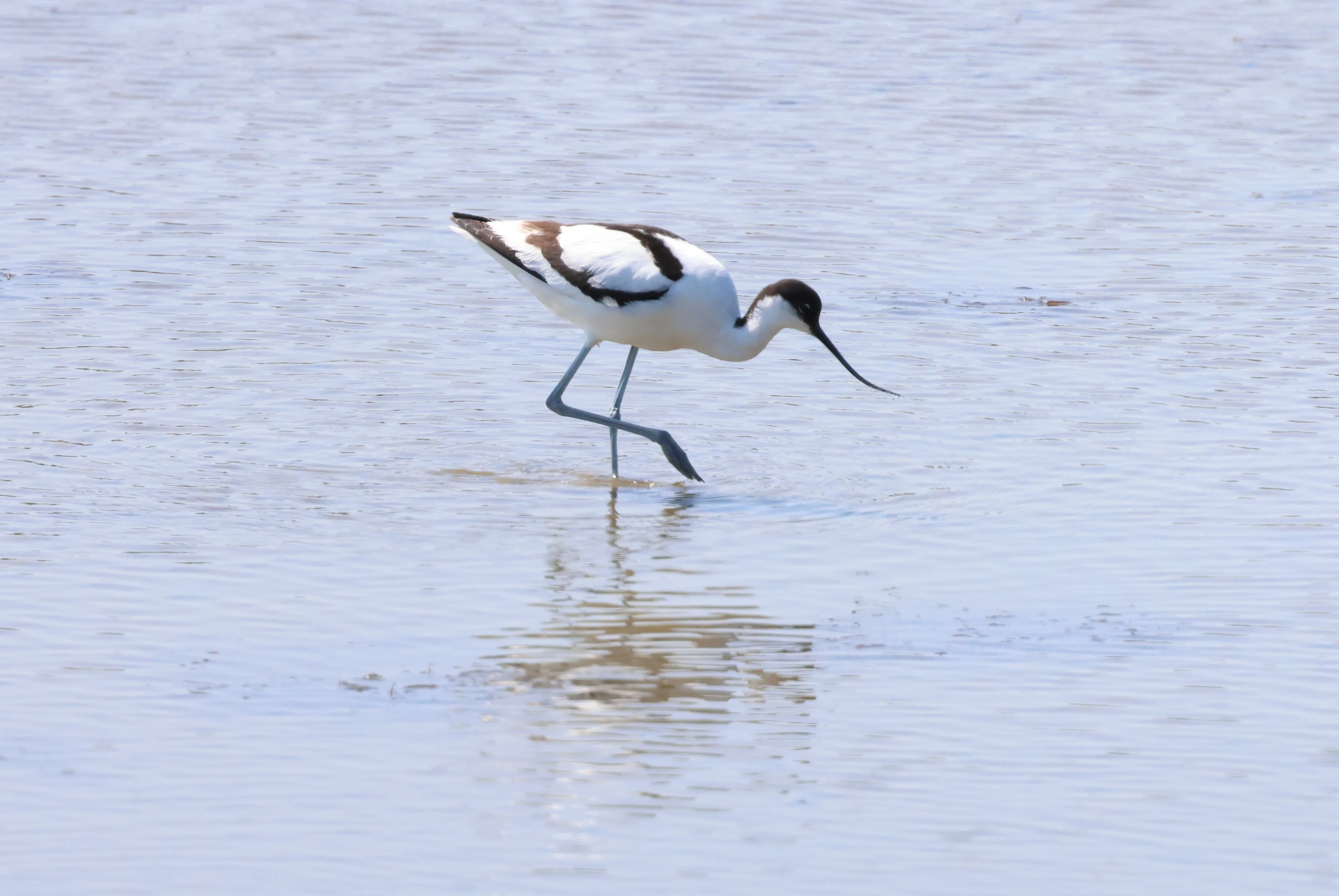Avocet, Bolder and Lymington, New Forest, UK — photo by Adam Prugel-Bennett