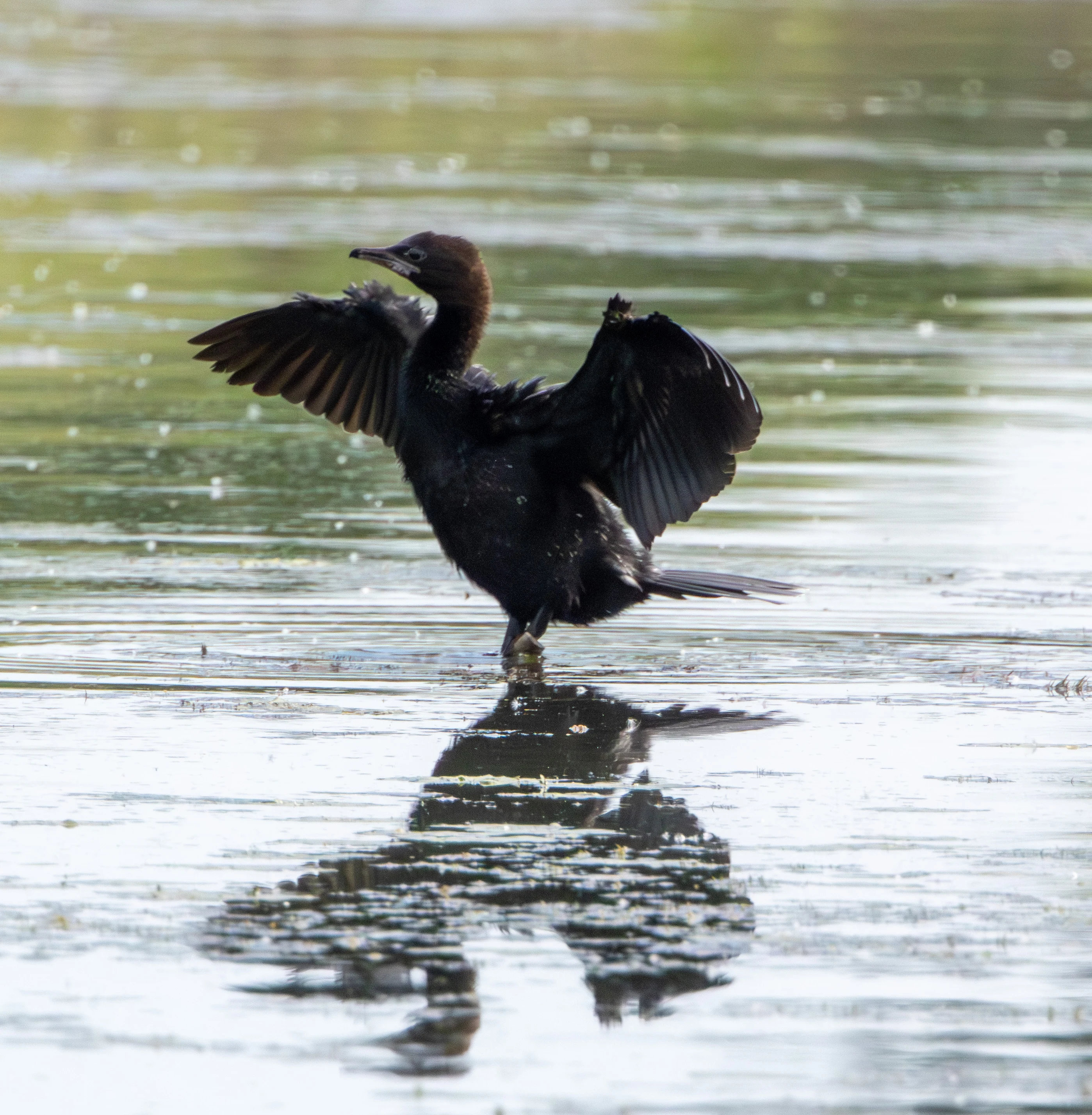 Pygmy Cormorant, Danube Delta, Romania — photo by Adam Prugel-Bennett