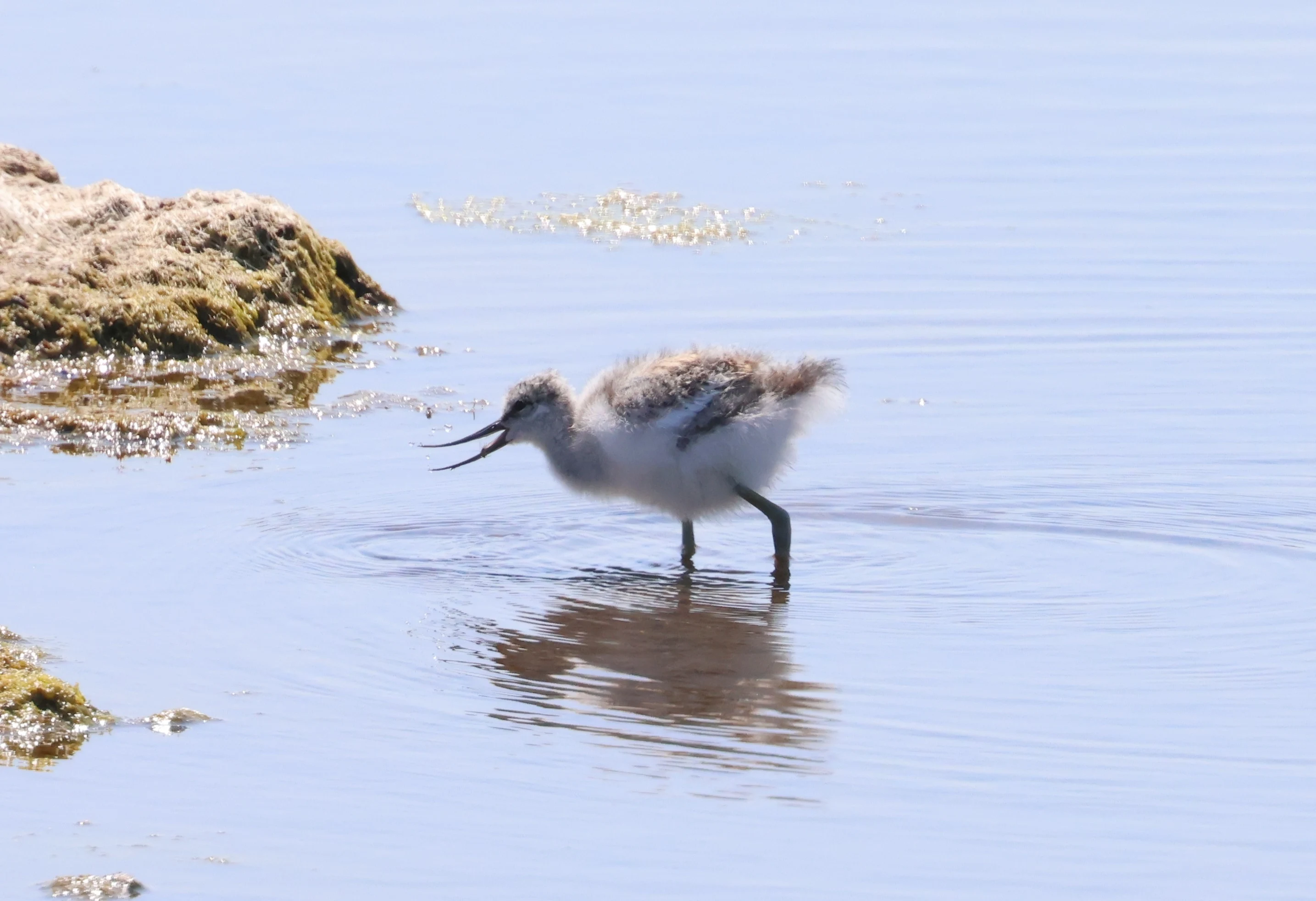 Avocet Chick, Bolder and Lymington, New Forest, UK — photo by Adam Prugel-Bennett