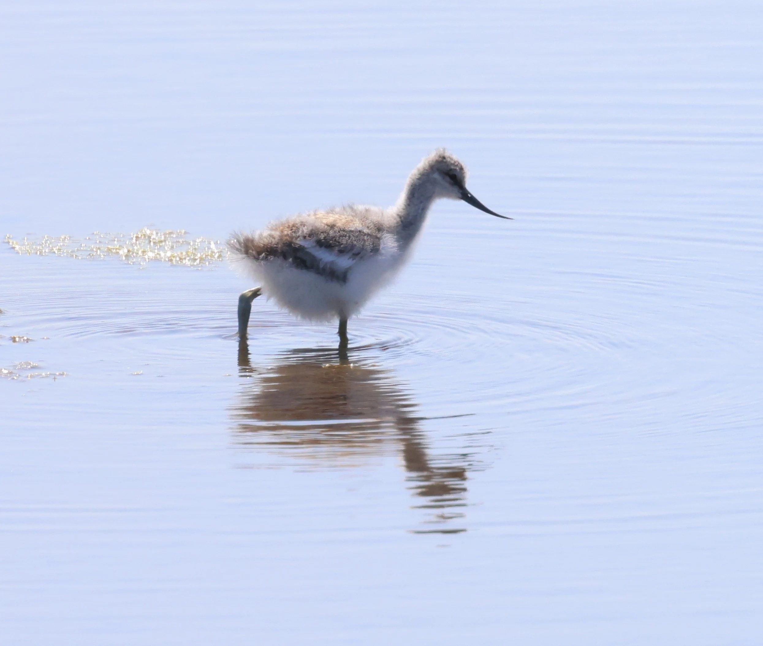Avocet Chick, Bolder and Lymington, New Forest, UK — photo by Adam Prugel-Bennett