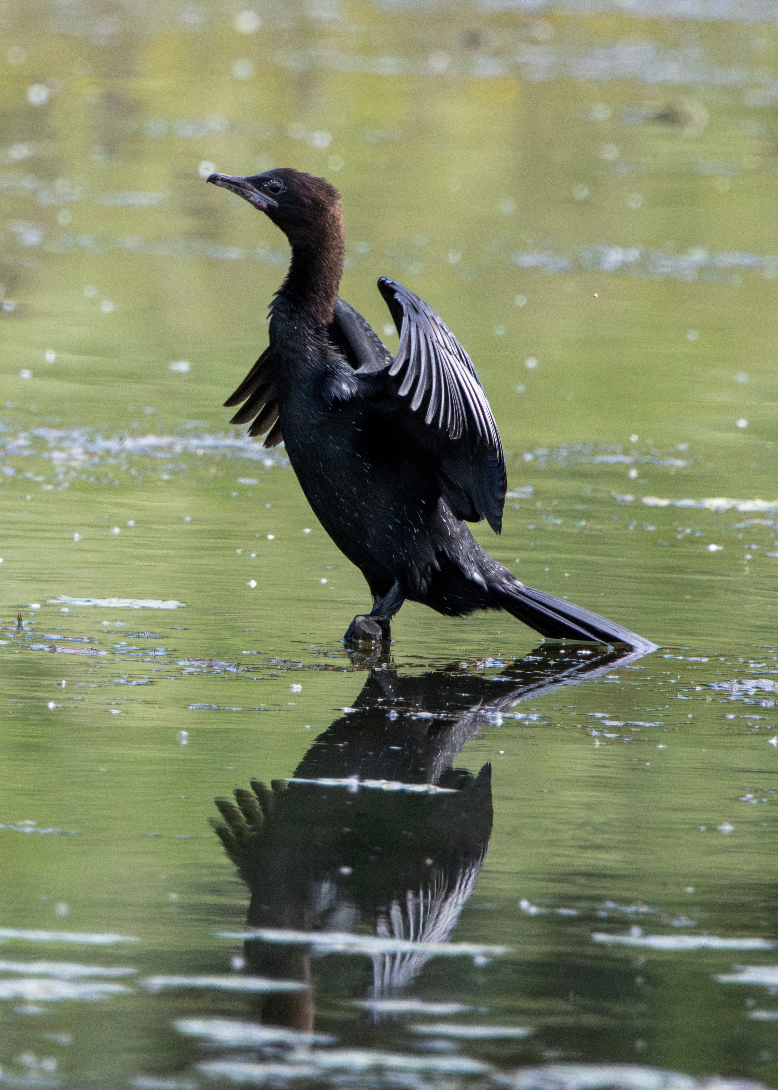 Pygmy Cormorant, Danube Delta, Romania — photo by Adam Prugel-Bennett