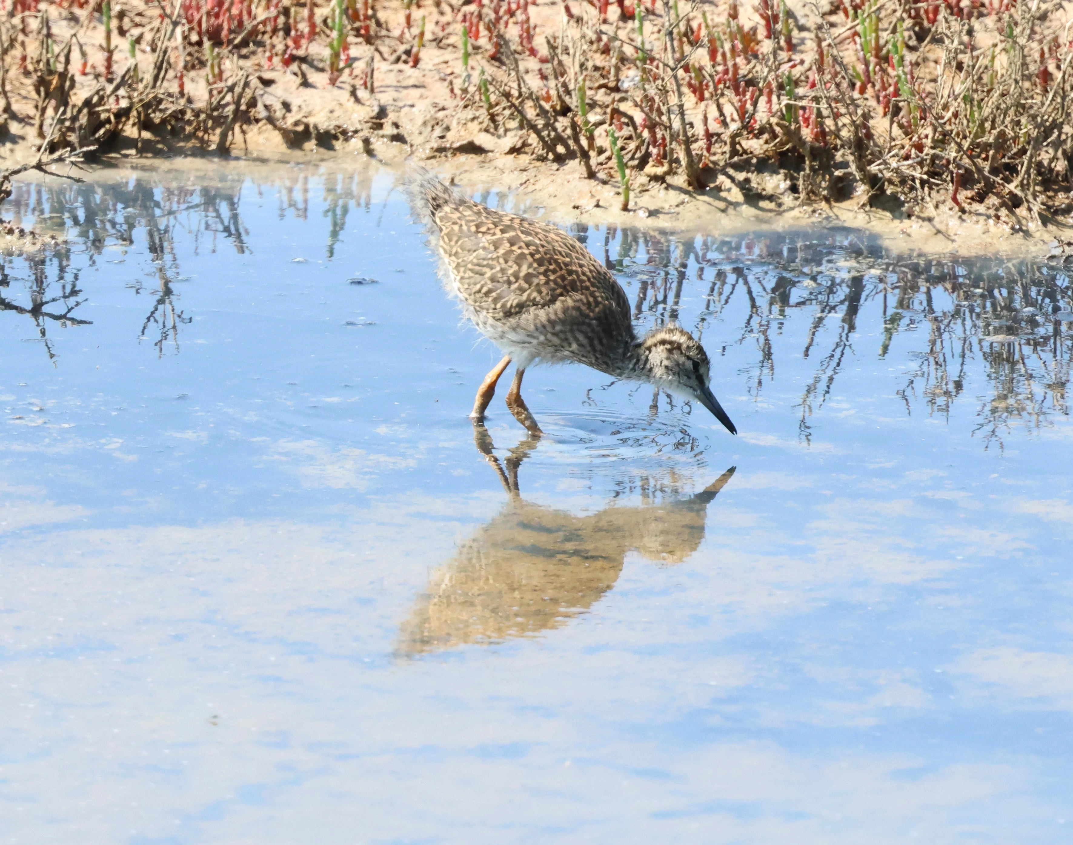 Common redshank chick, Bolder and Lymington, New Forest, UK — photo by Adam Prugel-Bennett