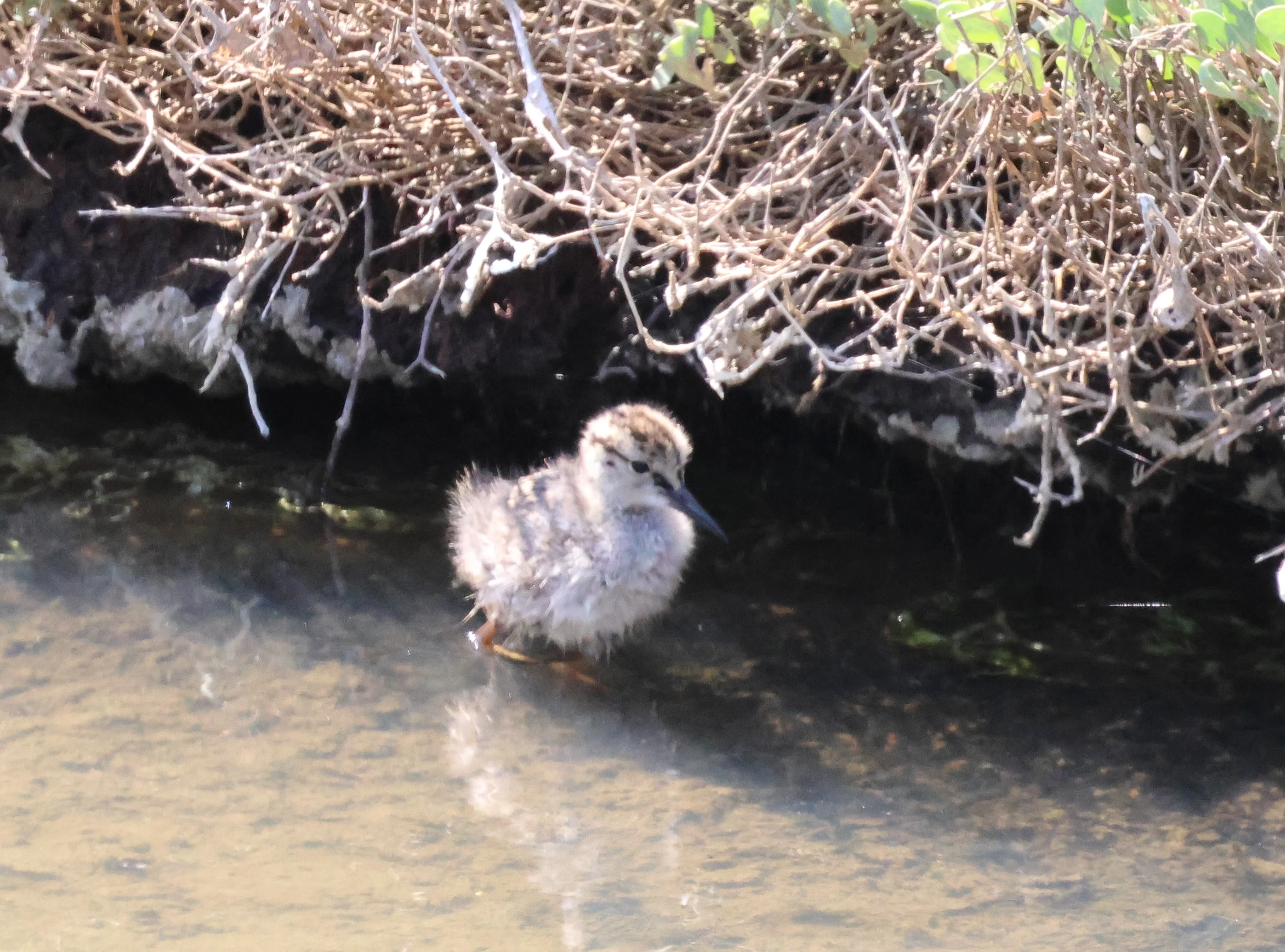 Common redshank chick, Bolder and Lymington, New Forest, UK — photo by Adam Prugel-Bennett