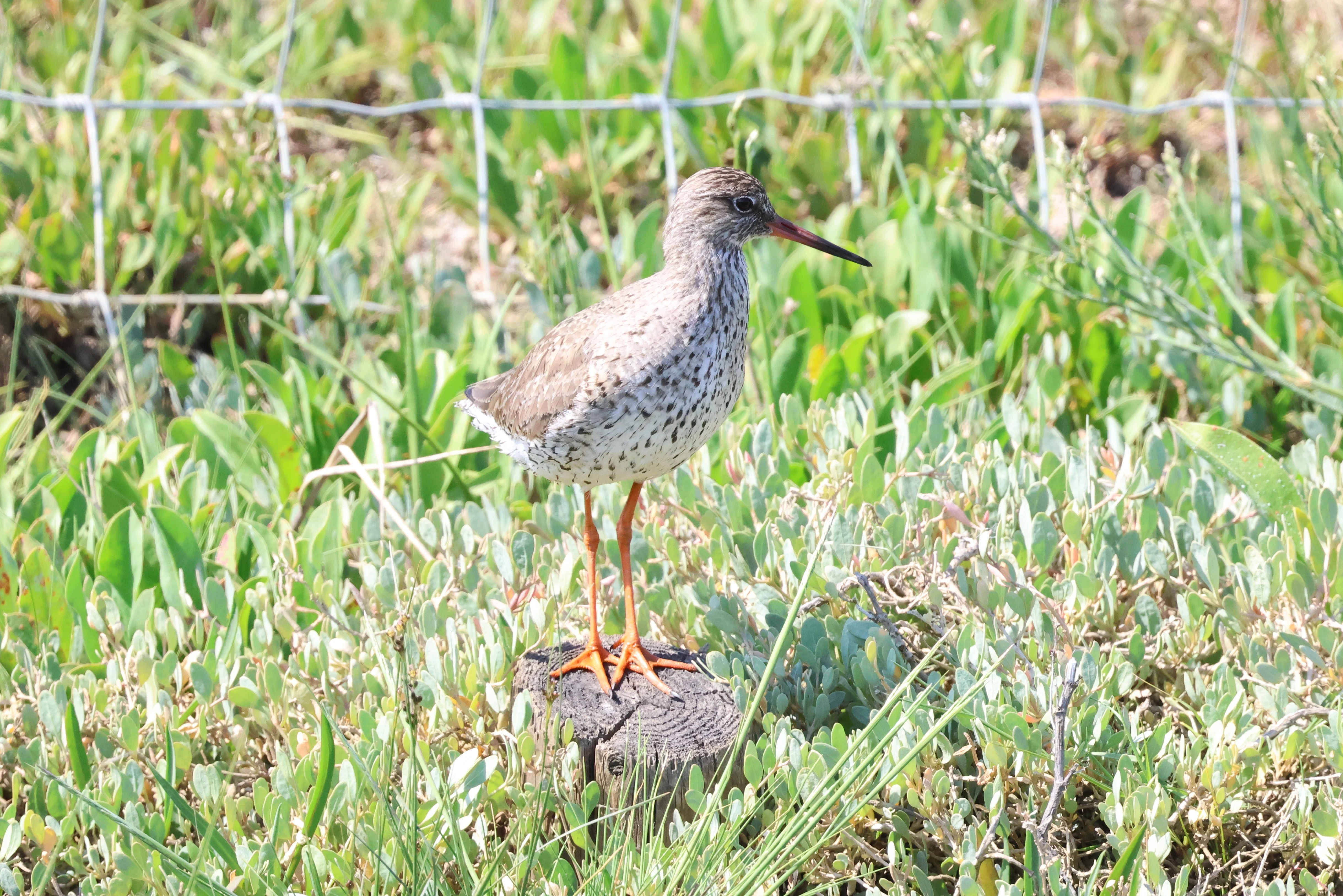 Common redshank, Bolder and Lymington, New Forest, UK — photo by Adam Prugel-Bennett