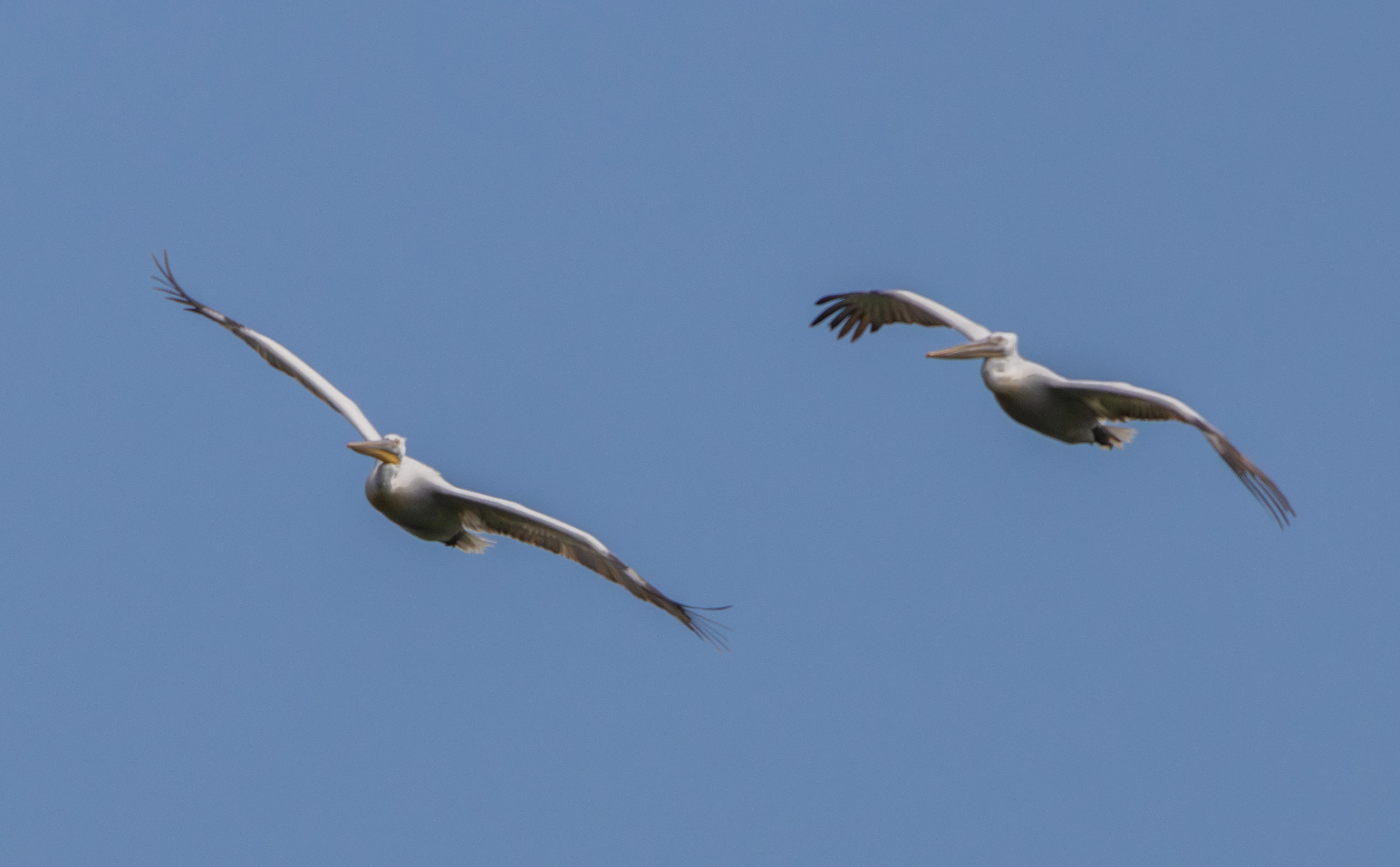 Dalmatian Pelicans in flight, Danube Delta, Romania — photo by Adam Prugel-Bennett